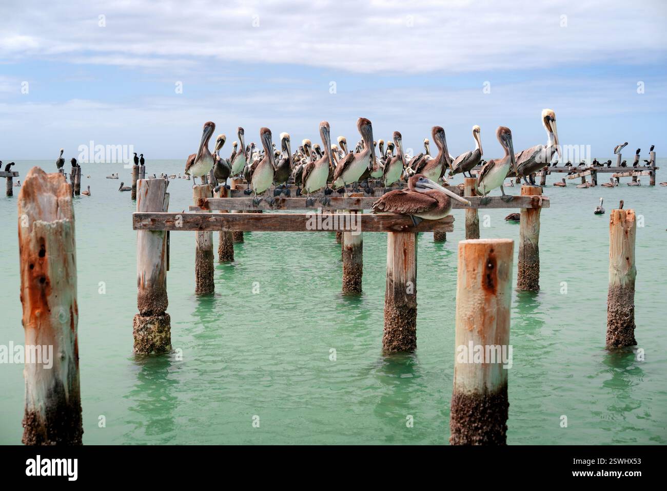Pelicans sur une île paradisiaque. Coche, Venezuela. Oiseaux sauvages sur la côte. Banque D'Images