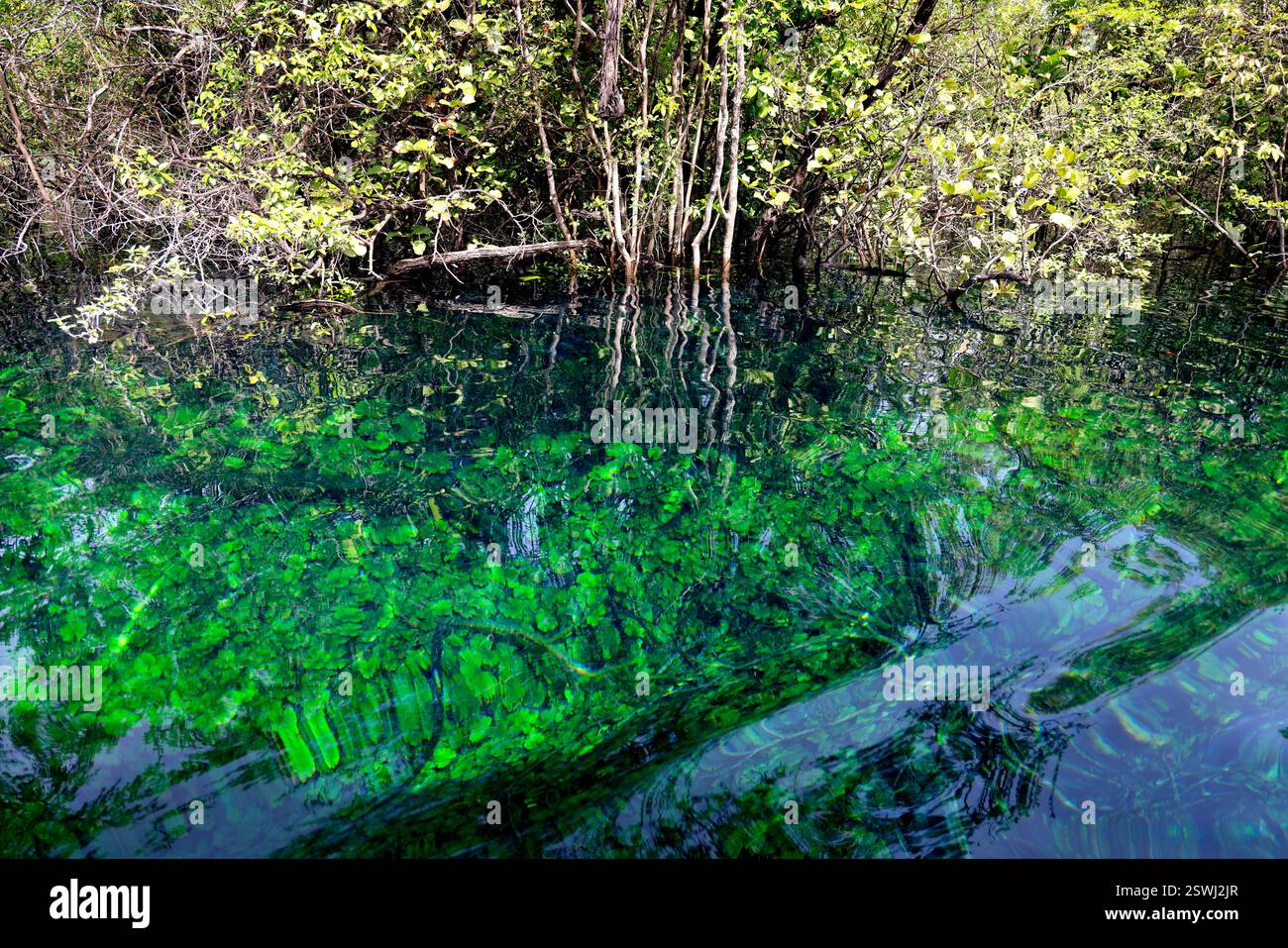 La splendide eau du cratère Azul près de Flores, Guatemala Banque D'Images