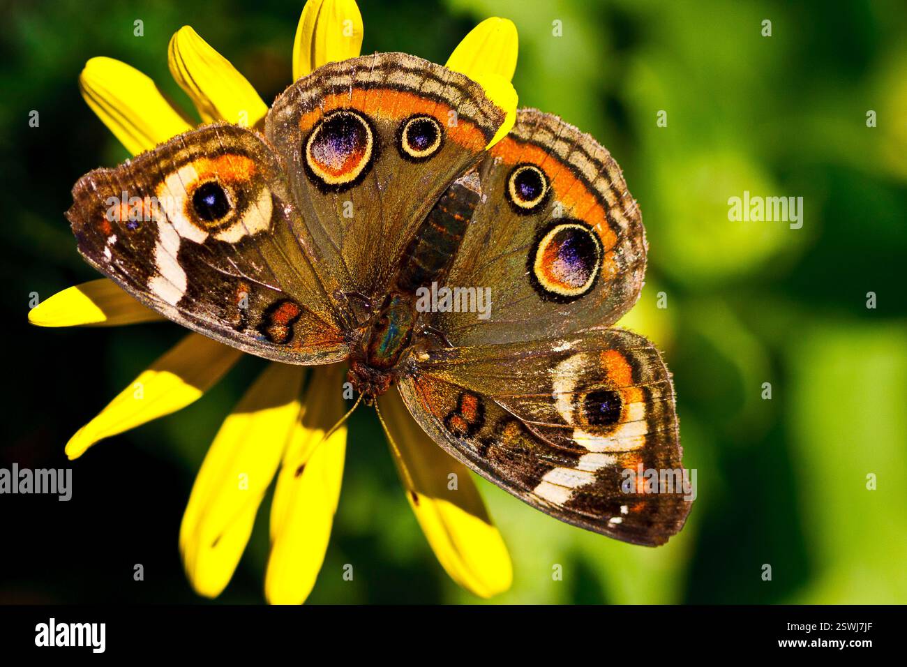 Papillon aux ailes orange et brunes est assis sur une fleur jaune. Le papillon a une tache noire sur son aile Banque D'Images Papillon aux ailes orange et brunes est assis sur une fleur jaune. Le papillon a une tache noire sur son aile Banque D'Images