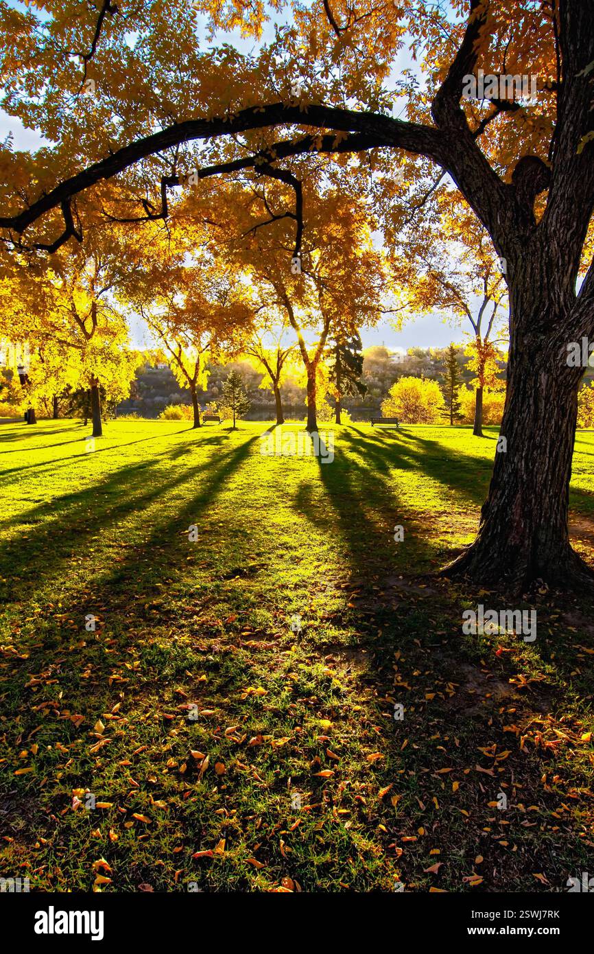 Arbre avec des feuilles sur elle est au premier plan d'un champ. Les feuilles sont jaunes et l'arbre jette une ombre sur le sol Banque D'Images