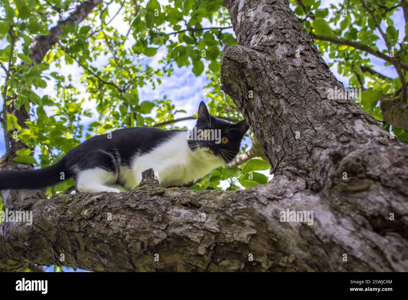 le chat s'est installé sur une branche d'arbre Banque D'Images
