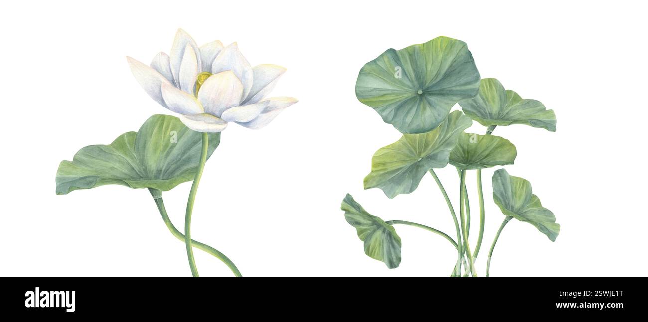 Fleur de Lotus blanc et feuille verte avec des tiges courbées illustration aquarelle. Composition de nénuphar fleuri dessinée à la main pour affiche cosmétique naturelle Banque D'Images