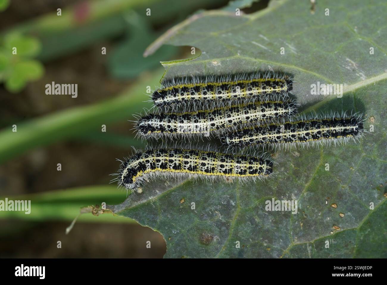 Grand papillon blanc, chenilles mangeant leur chemin à travers Kale dans un potager. Banque D'Images