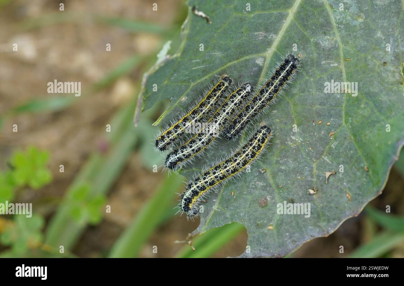 Grand papillon blanc, chenilles mangeant leur chemin à travers Kale dans un potager. Banque D'Images