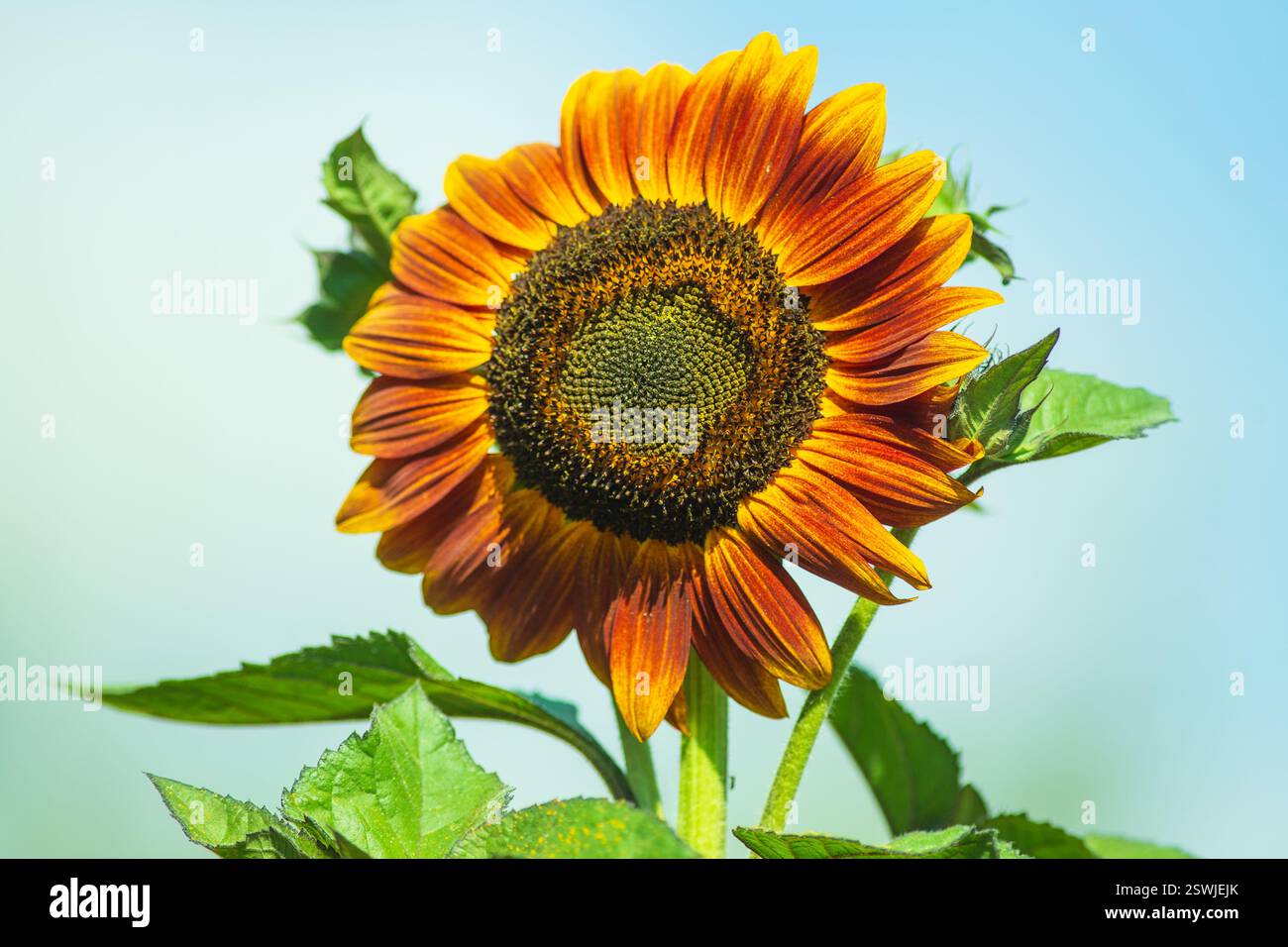 Un beau tournesol de l'espèce de chocolat fleurit sur le ciel bleu Banque D'Images