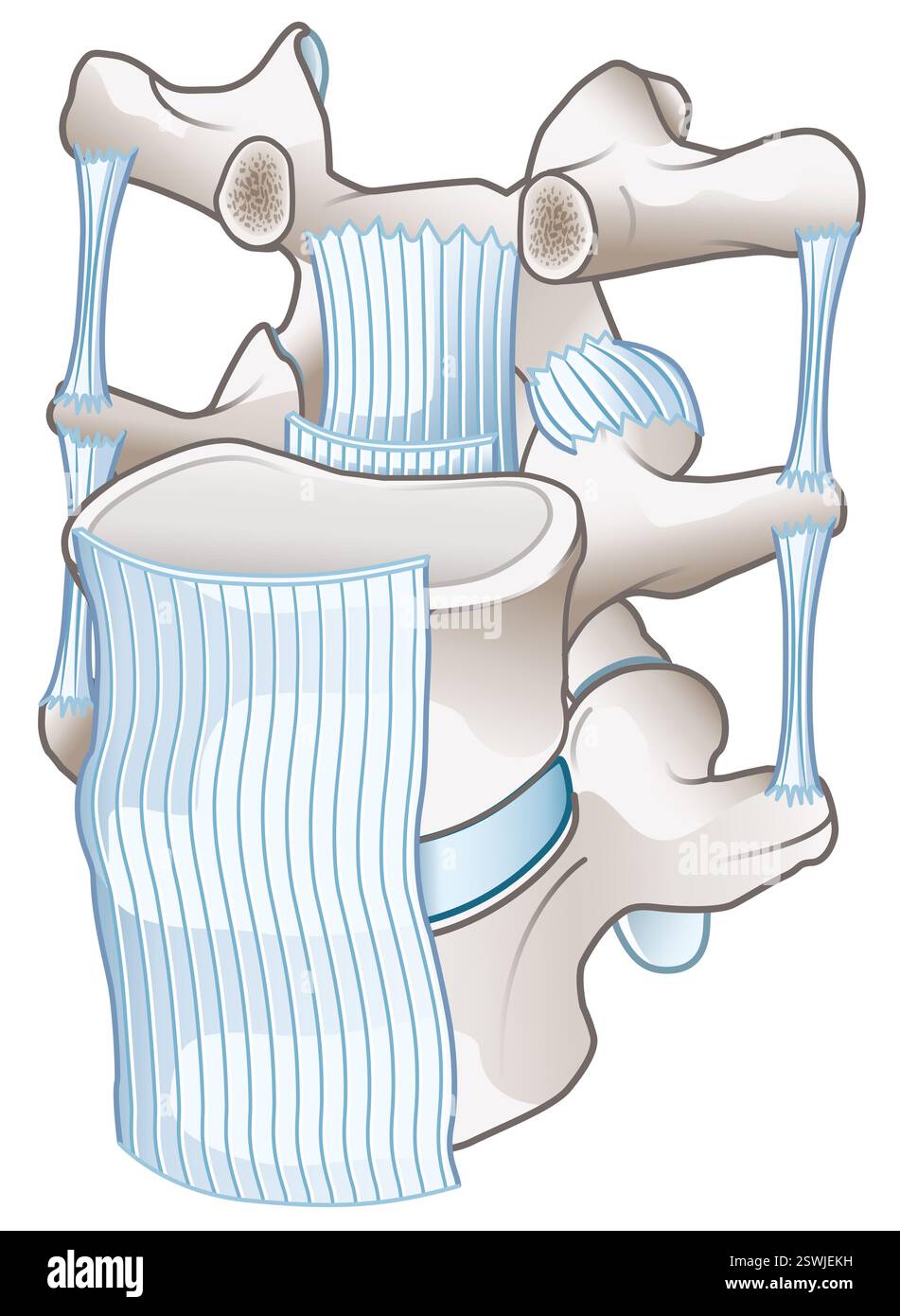 Les ligaments lombaires de la colonne vertébrale assurent stabilité, flexibilité et soutien du mouvement et de la posture de la colonne vertébrale. Banque D'Images