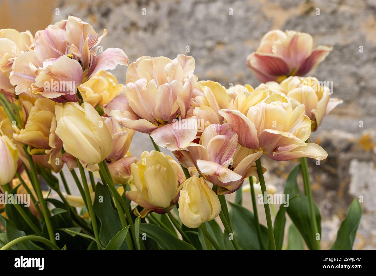Gros plan de belles tulipes doubles fleurissant en avril dans un jardin printanier, Angleterre, Royaume-Uni Banque D'Images