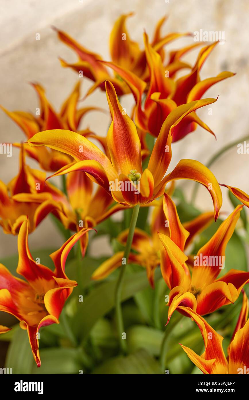 Gros plan de tulipes ballerines orange vif et rouge (tulipa ballerine) fleurissant en avril dans un jardin printanier britannique, Angleterre, Royaume-Uni Banque D'Images