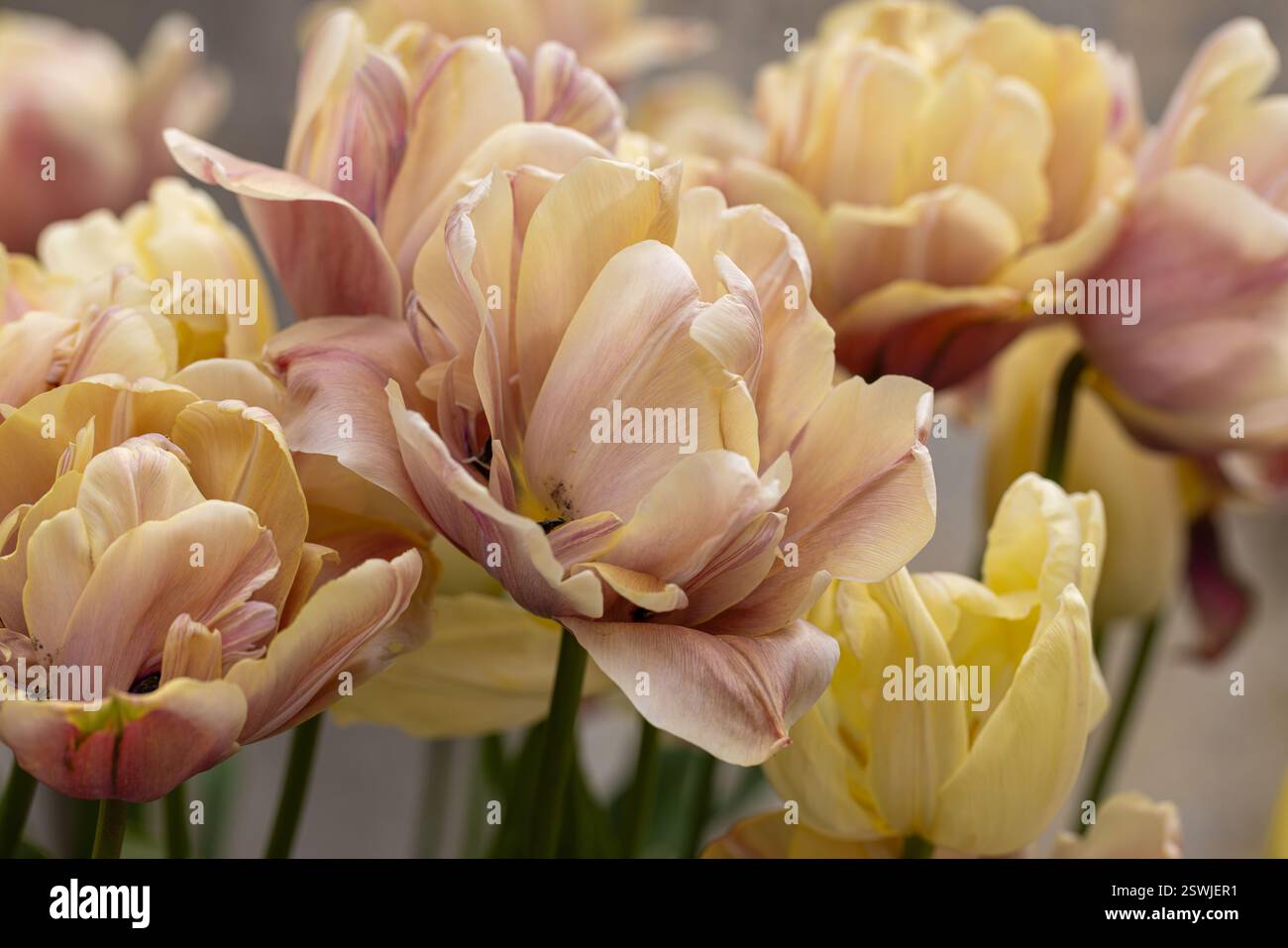 Gros plan de belles tulipes doubles fleurissant en avril dans un jardin printanier, Angleterre, Royaume-Uni Banque D'Images