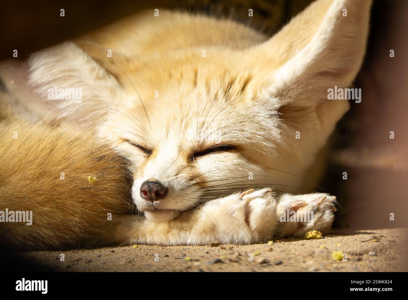 mignon renard du désert fennec dormant paisiblement. gros plan photo Banque D'Images