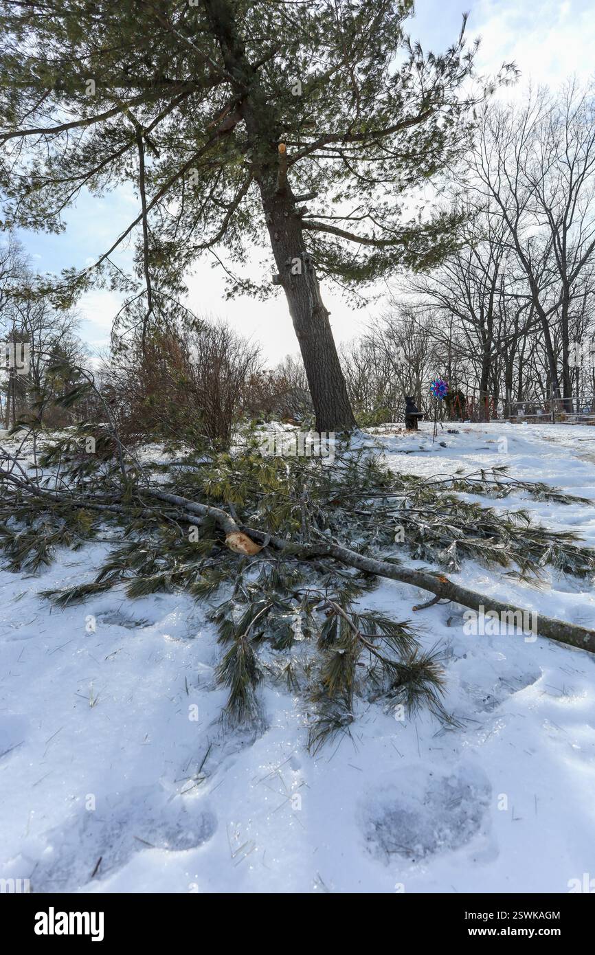 Le pin endommage les branches brisées par la tempête de verglas hivernale dans le comté de Sussex, dans le New Jersey Banque D'Images