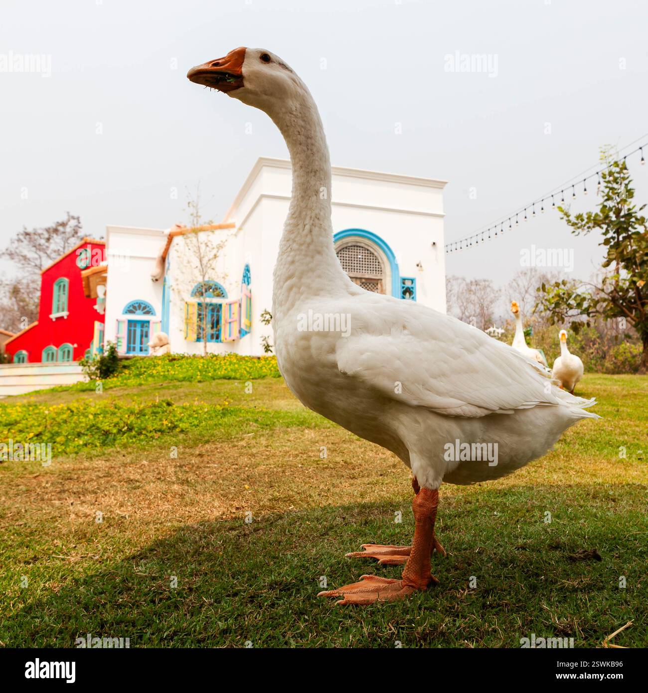 Oie blanche debout sur l'herbe verte devant une belle villa de luxe à Chiang mai, Thaïlande. Banque D'Images
