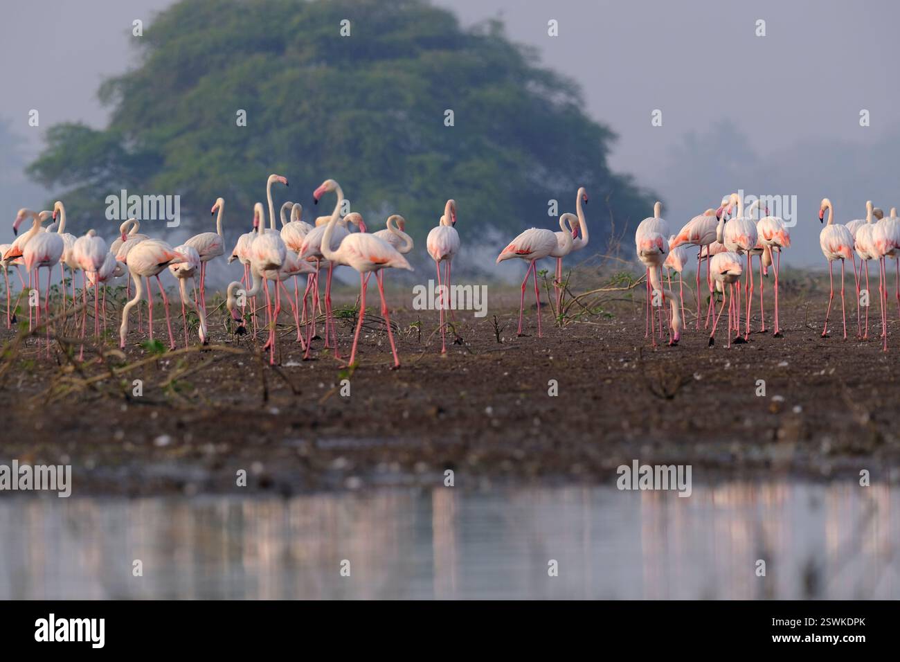 18 janvier 2025, observation des oiseaux à Bhigwan Bird Sanctuary – célèbre pour ses flamants roses, Bhigwan est une petite ville à environ 100 km de Pune, Maharashtra, I. Banque D'Images