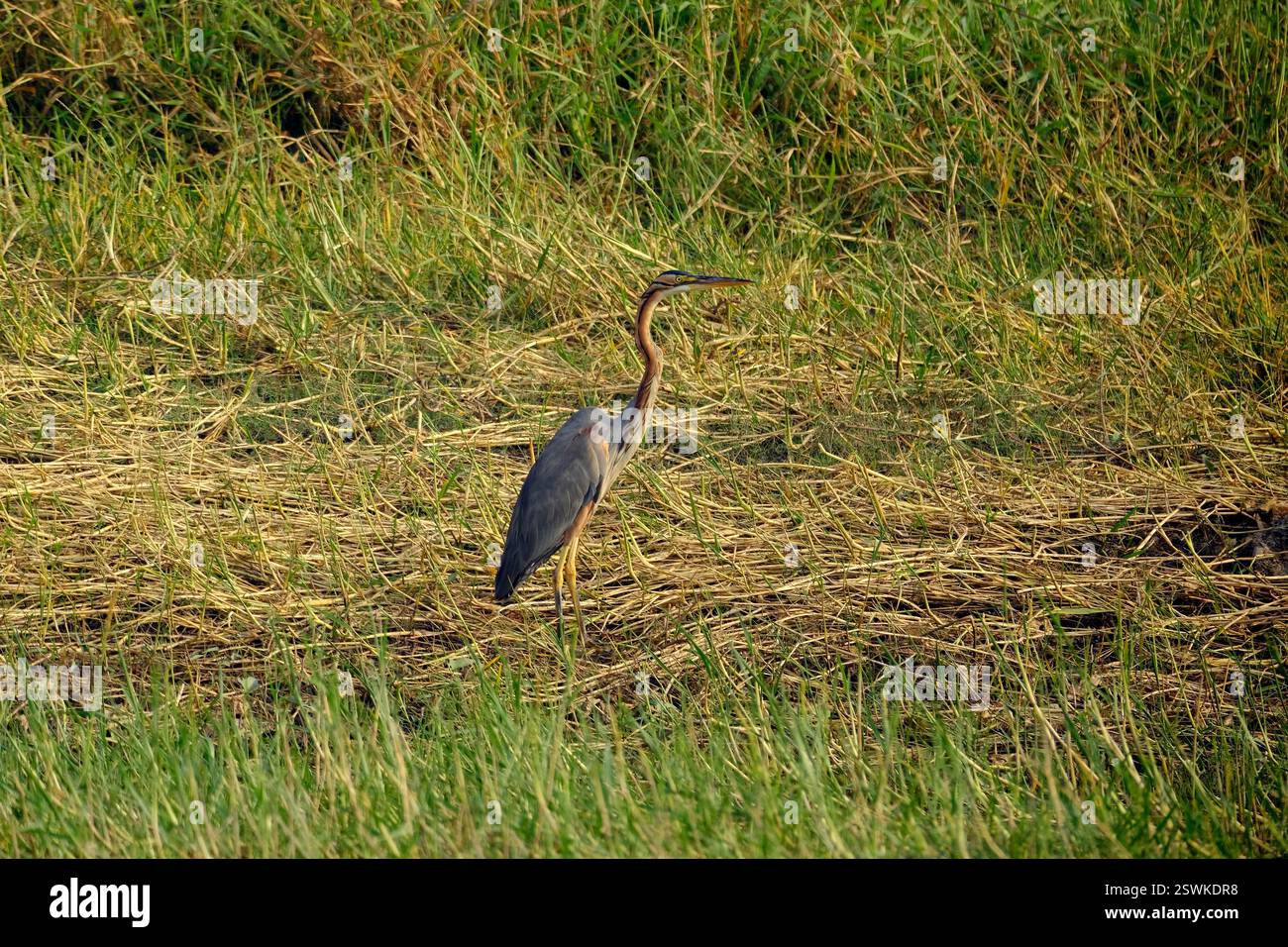18 janvier 2025, observation des oiseaux à Bhigwan Bird Sanctuary – célèbre pour ses flamants roses, Bhigwan est une petite ville à environ 100 km de Pune, Maharashtra, I. Banque D'Images