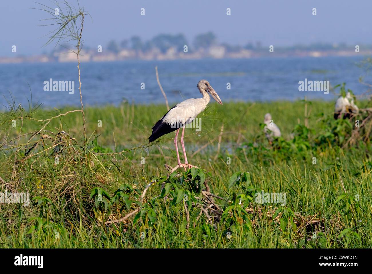18 janvier 2025, observation des oiseaux à Bhigwan Bird Sanctuary – célèbre pour ses flamants roses, Bhigwan est une petite ville à environ 100 km de Pune, Maharashtra, I. Banque D'Images