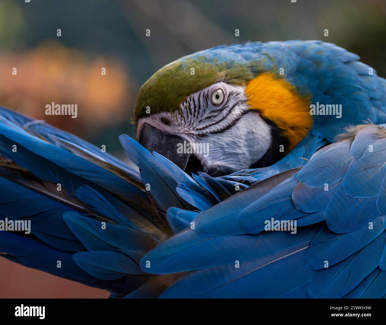 Ara bleu et jaune, bleu et or, Ara bleu et or, Ara bleu et jaune Ara ararauna (ARA), portrait Banque D'Images