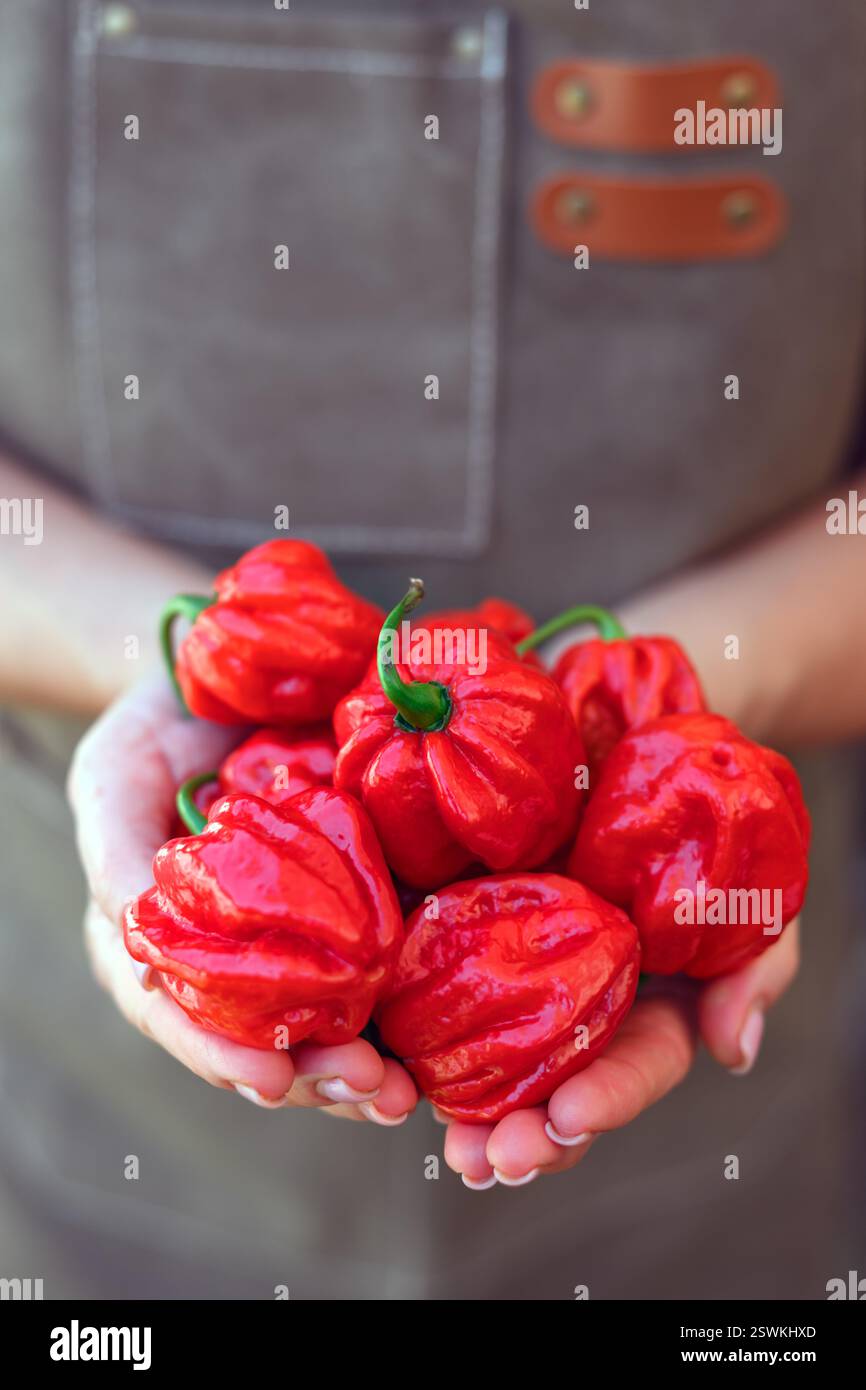 Mains pleines de poivrons rouges habanero mûrs. Gros plan de Capsicum chinense brûlant Banque D'Images