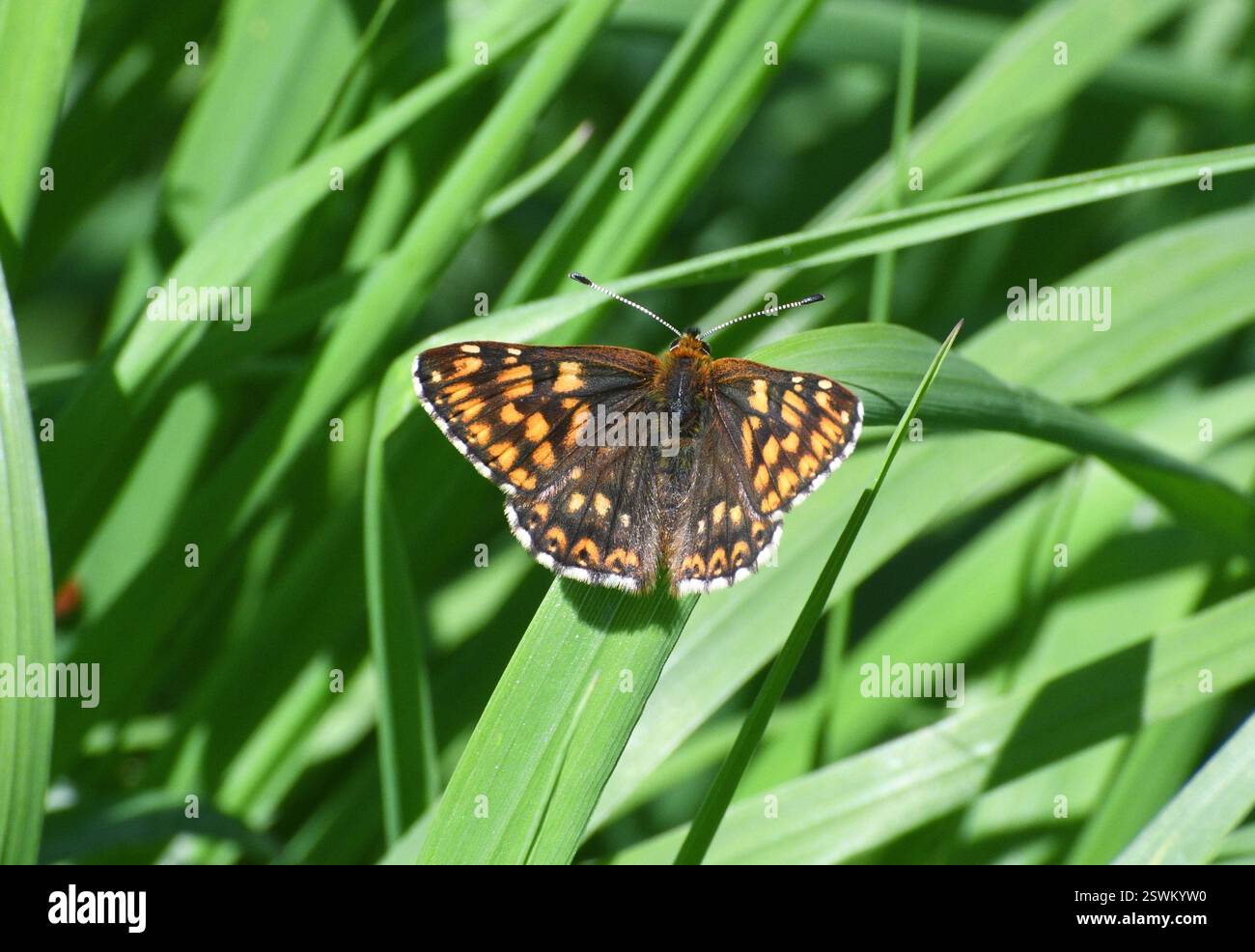 Duc de Bourgogne papillon, 'Hamearis lucina' craie ou de calcaire prairie avec broussailles, mai/juin, sud de l'Angleterre.Wiltshire.UK Banque D'Images