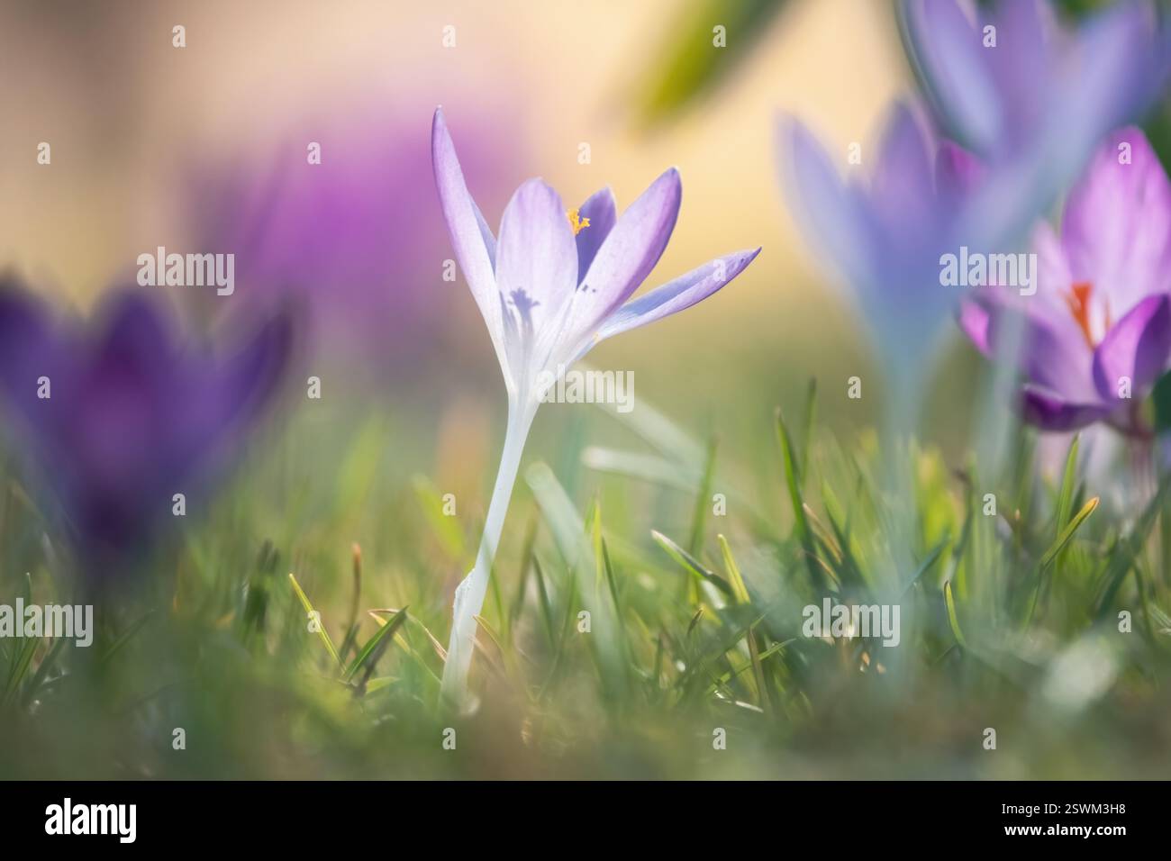 Crocus dans les prés Banque D'Images