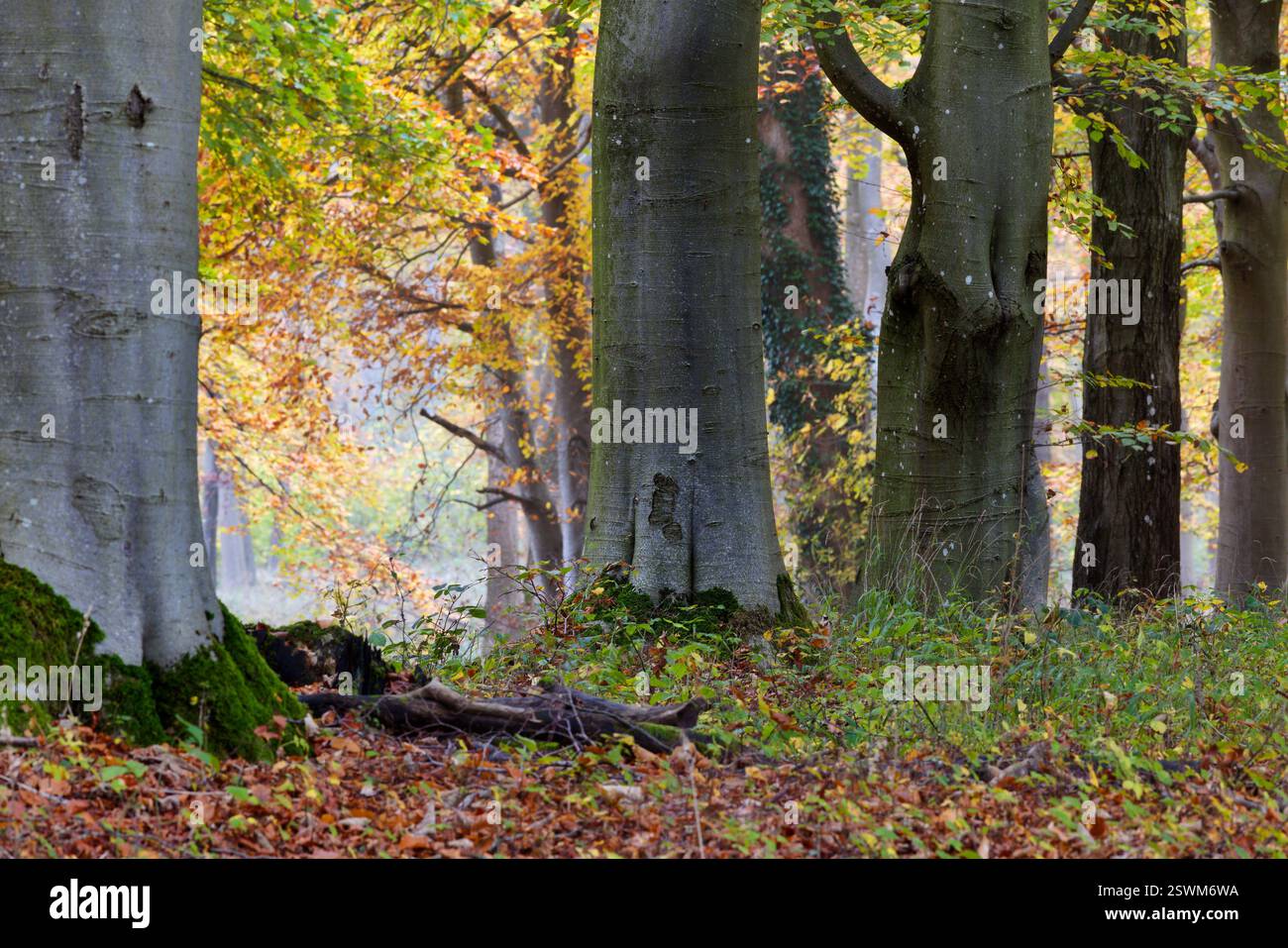 Forêt de hêtres un jour d'automne brumeux Banque D'Images