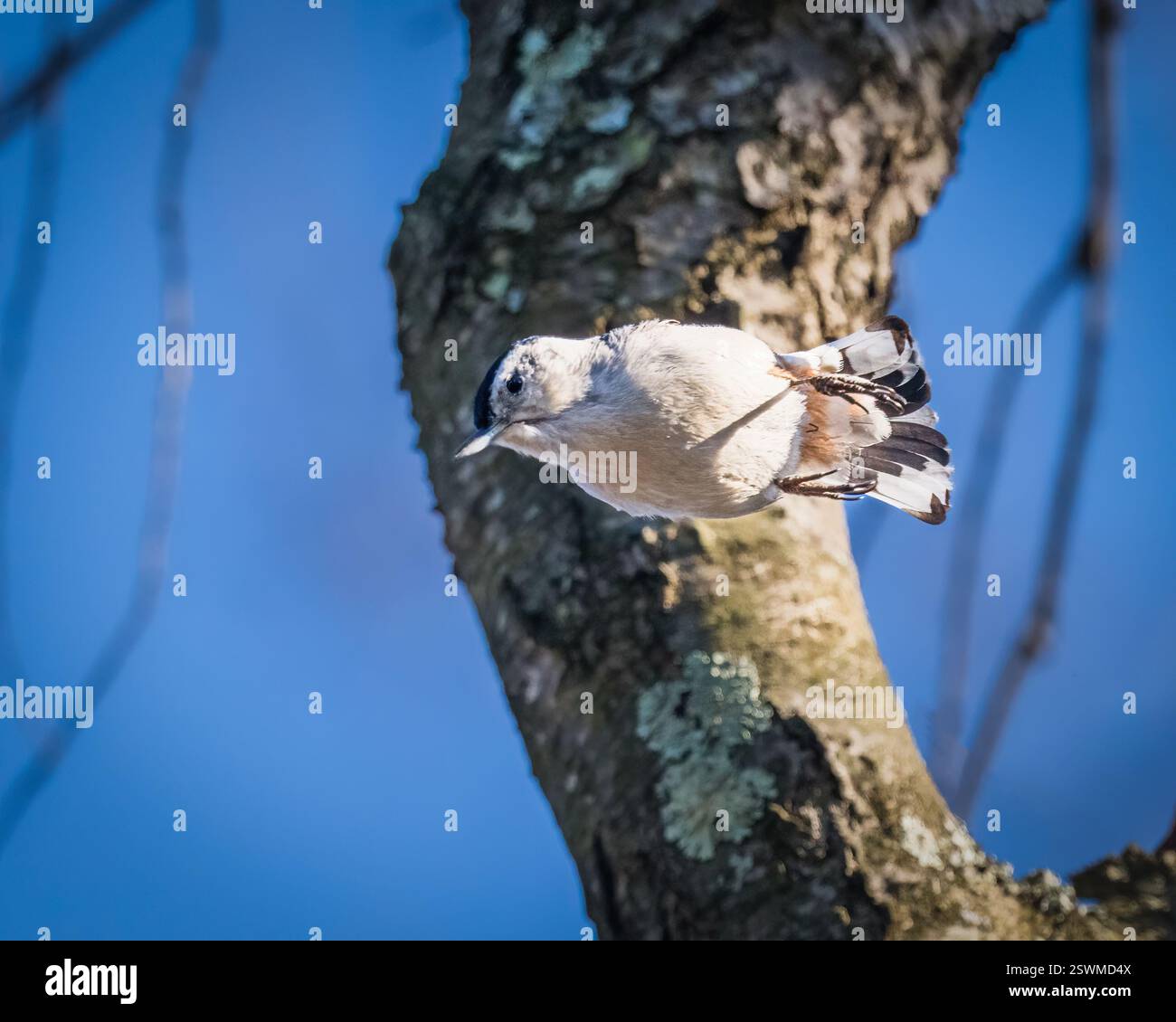 Nuthatch blanche. Un petit oiseau saute vers le bas, tourne, passe par l'arbre, dans l'après-midi ensoleillé d'hiver. Banque D'Images