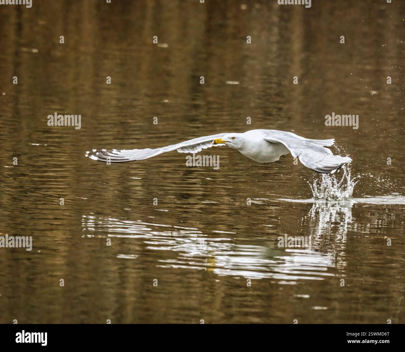 Une mouette effleure gracieusement la surface de l'eau, créant des ondulations avec ses ailes. Le reflet de l'oiseau ajoute de la symétrie à la scène sereine. Banque D'Images