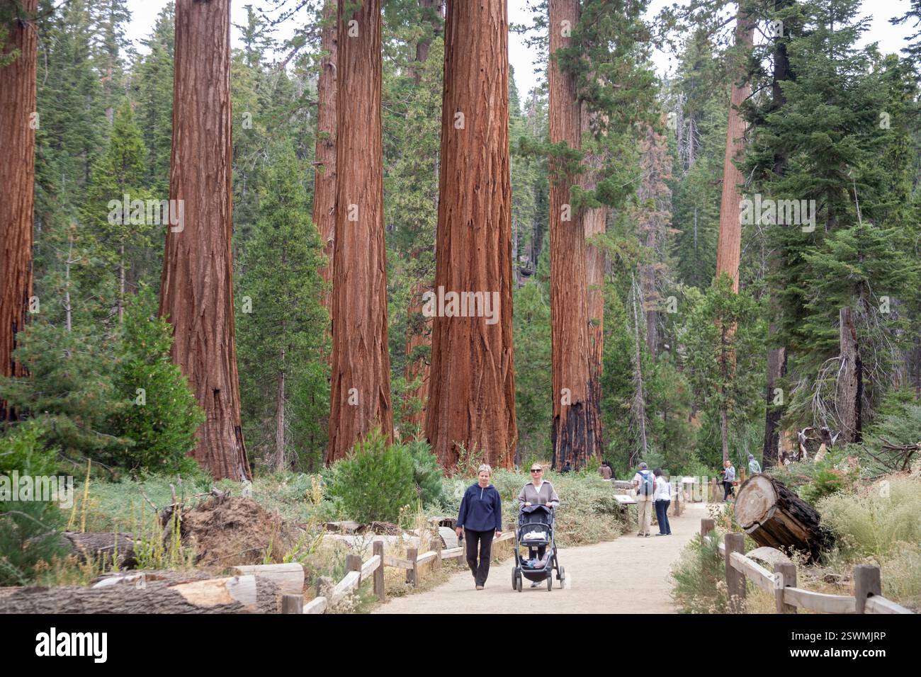 Yosemite National Park, Californie - le Mariposa Grove de séquoias géants (Sequoiadendron giganteum). Banque D'Images