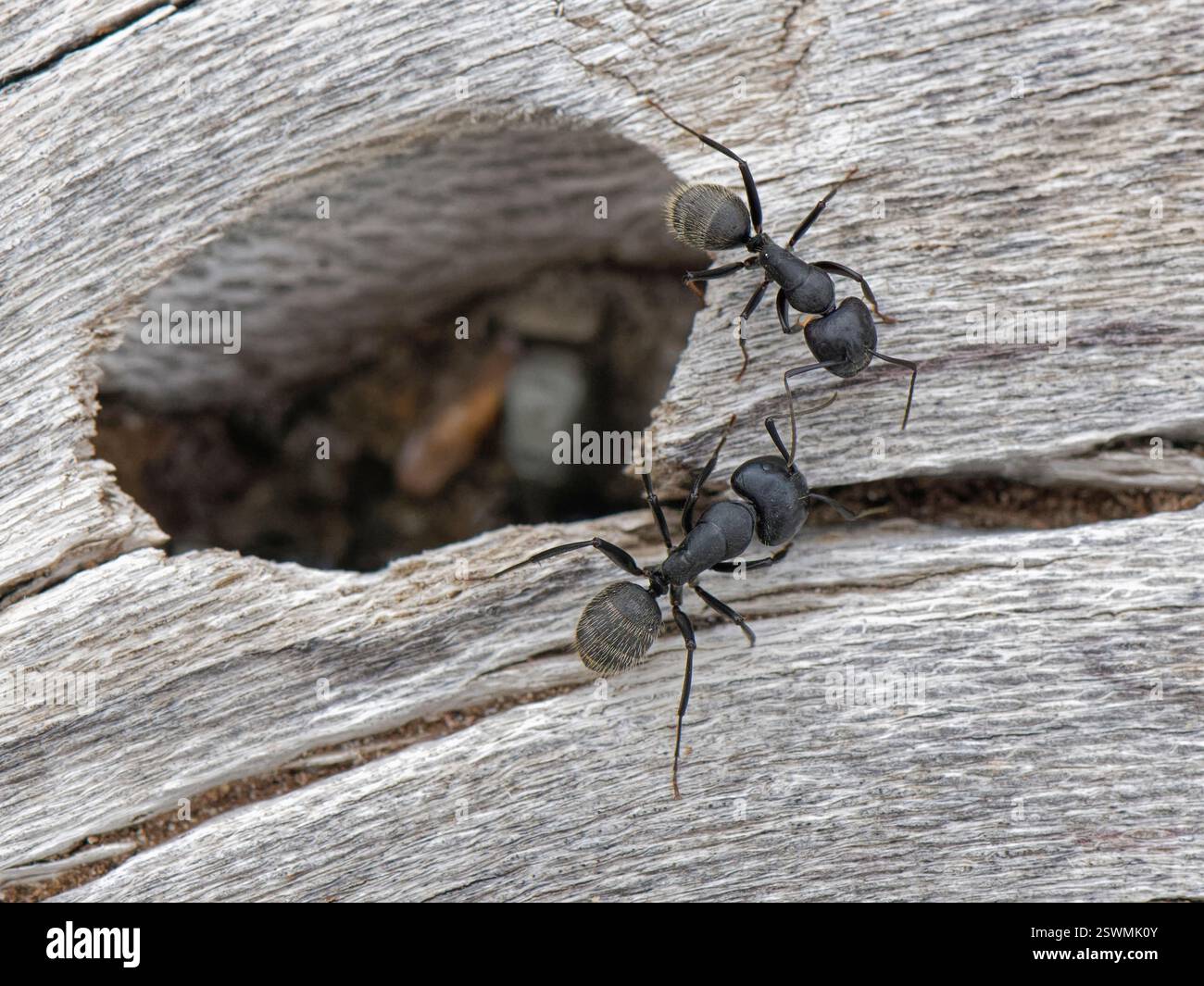 Fourmis charpentière poilue (Camponotus vagus) soldats gardant une entrée de colonie dans une vieille bûche sur une plage, Corfou, Grèce, mai. Banque D'Images