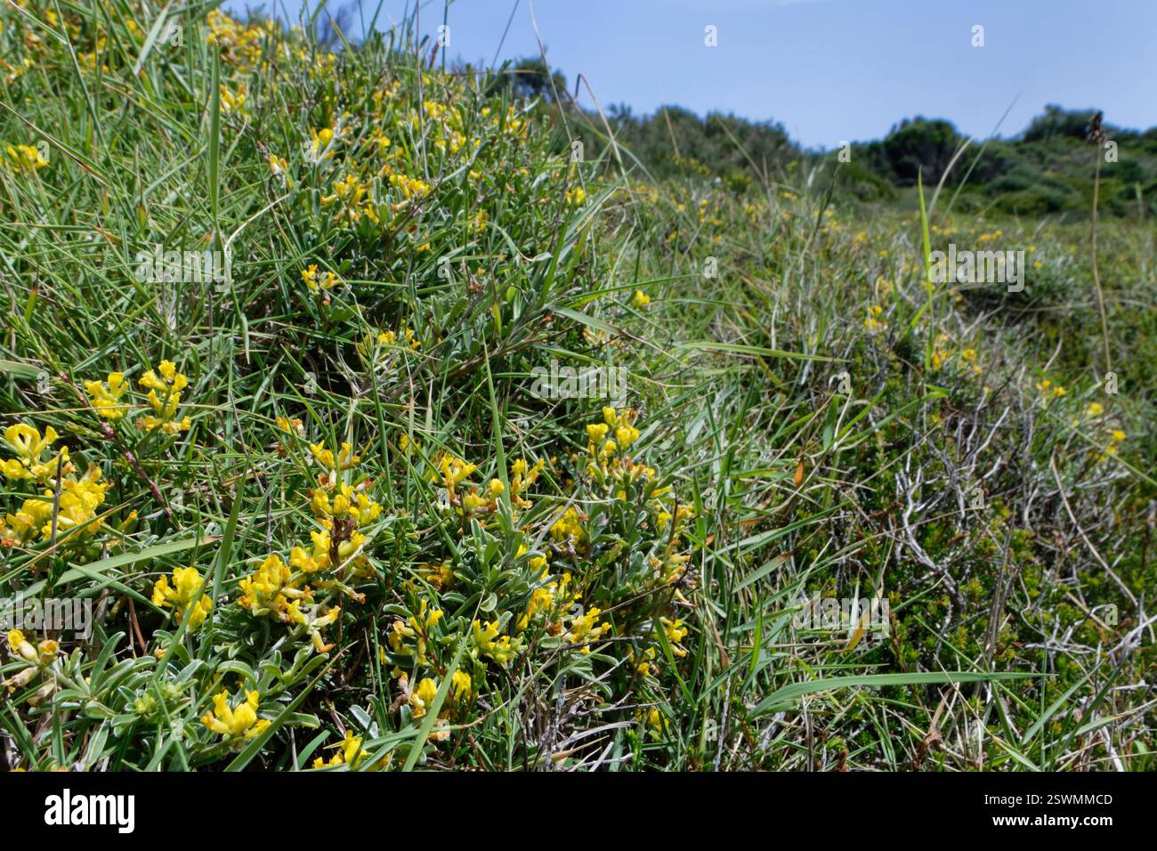 Vesce jaune / anthyllis à feuilles de lavande (Anthyllis hermanniae) fleurissant sur les prairies côtières à flanc de coteau, Corfou, Grèce, mai. Banque D'Images