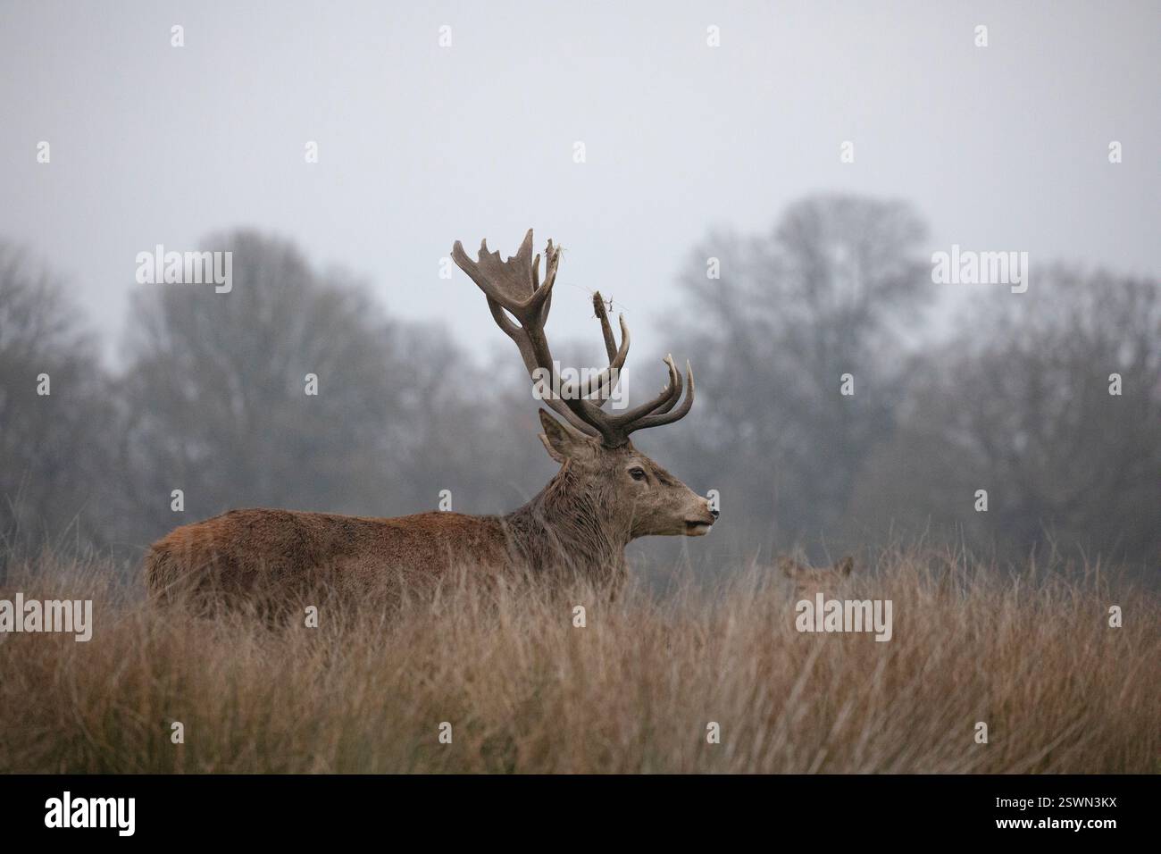 Cerf rouge sauvage avec des bois impressionnants. Banque D'Images