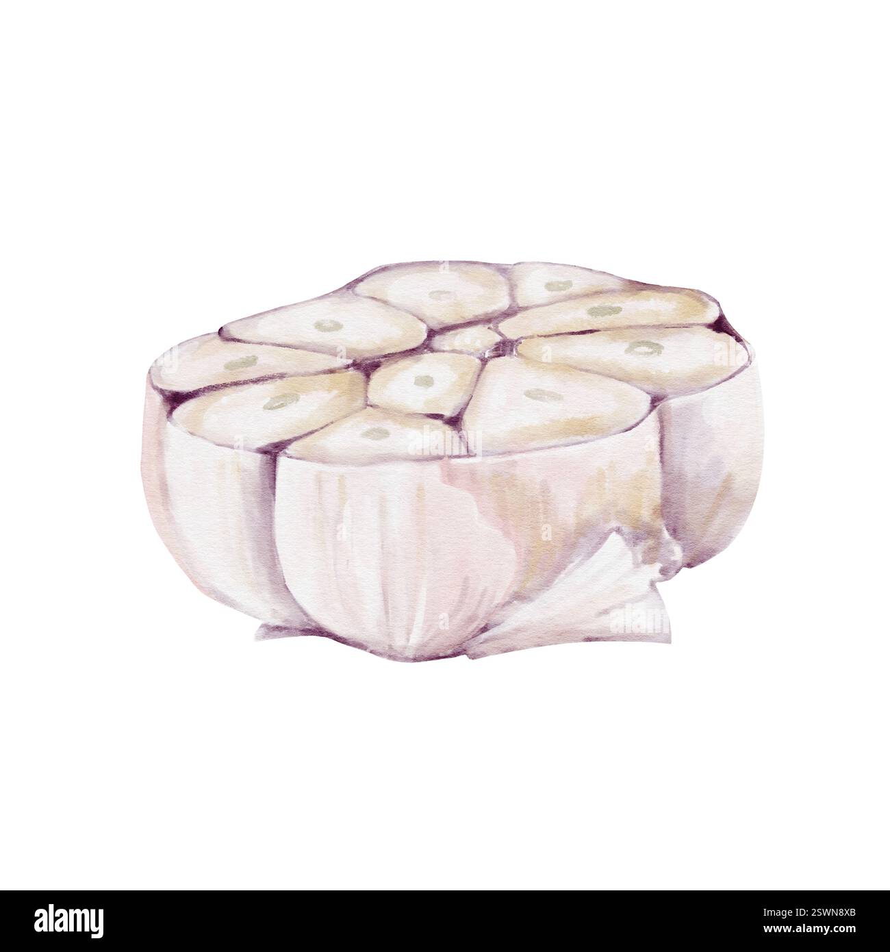 moitié ail. le légume est coupé en deux. gousses d'ail. assaisonnement et épices pour la nourriture. idéal pour pilaf. Illustration aquarelle isolée de Banque D'Images