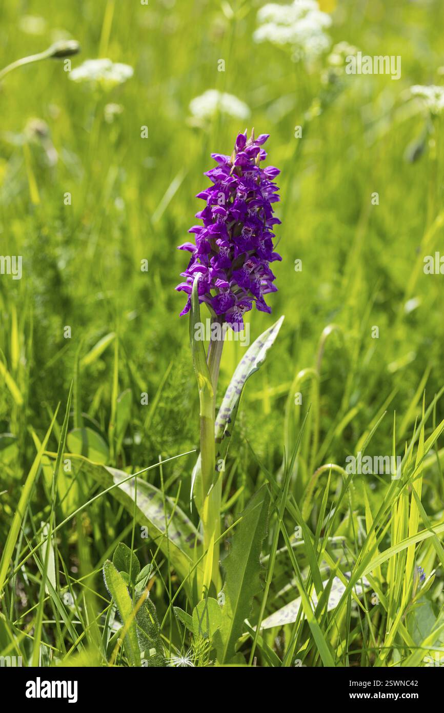 Orchidée des marais occidentaux (Dactylorhiza majalis) en fleurs sur le Klengelwiese sur le Geisingberg, prairies de montagne dans les monts Ore orientaux, Altenberg Banque D'Images
