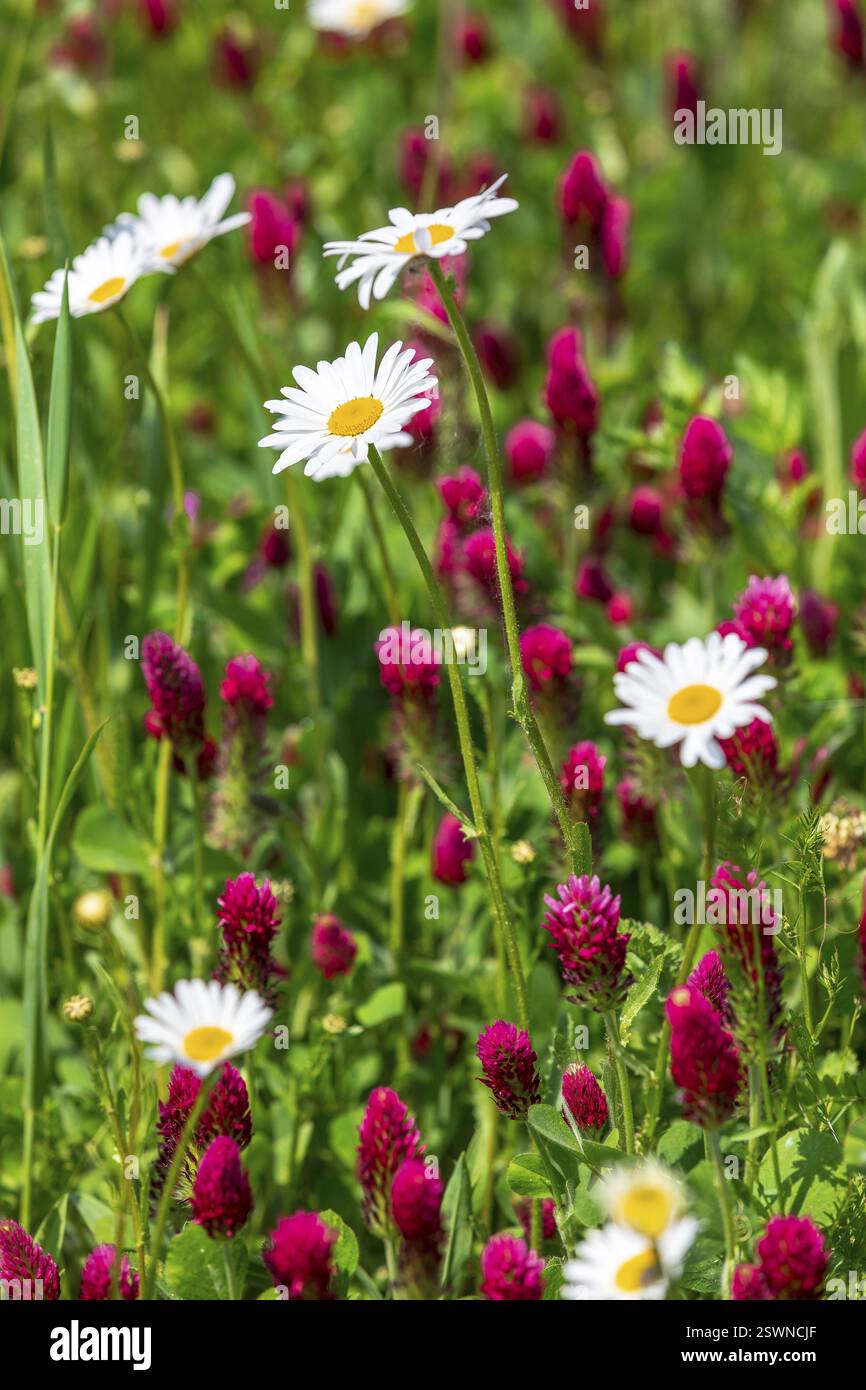 Prairie fleurie avec marguerites (Leucanthemum) et trèfle incarné (Trifolium incarnatum) en fleurs, Saxe, Allemagne, Europe Banque D'Images