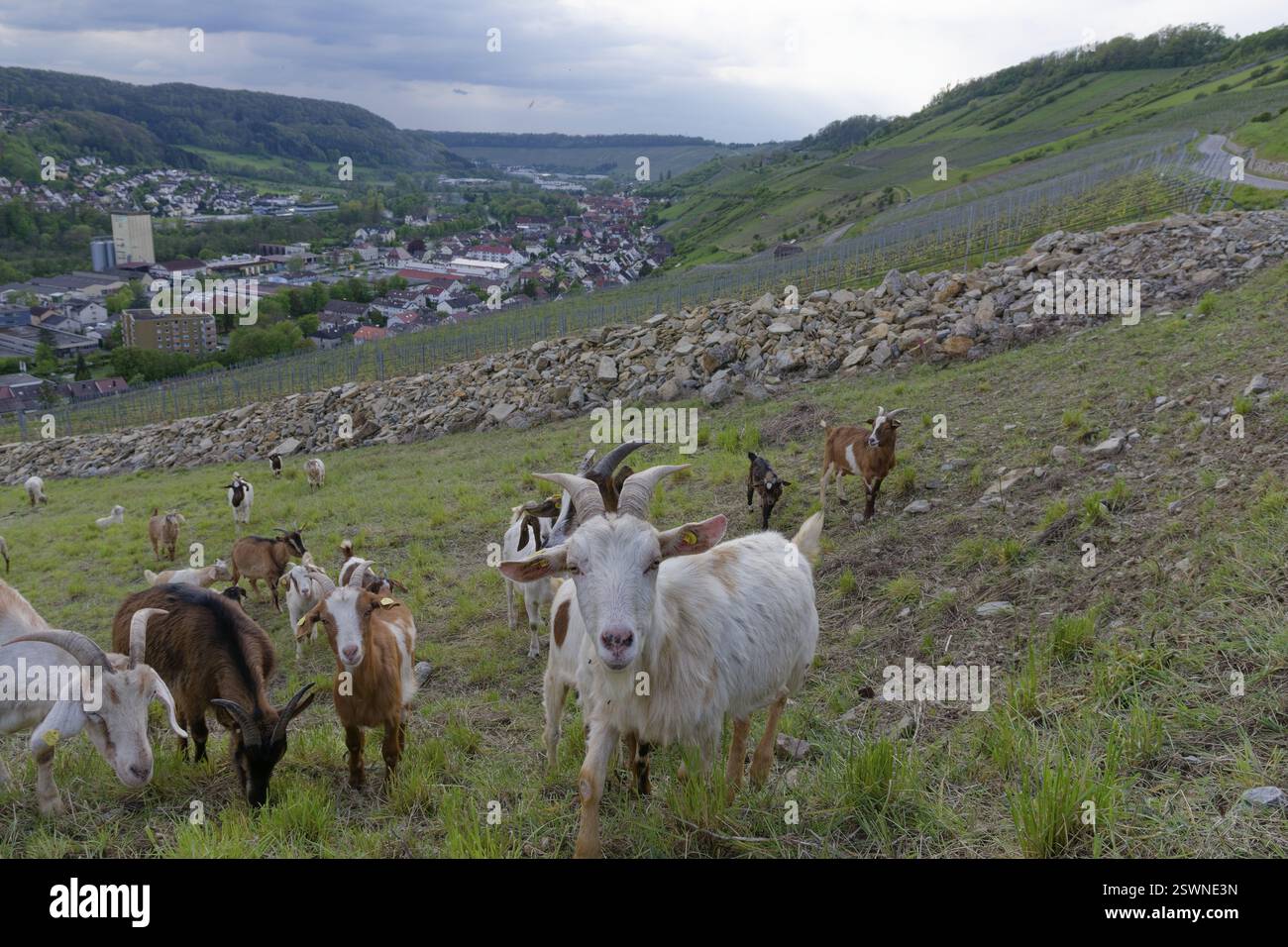 Chèvres sur un bar en pierre, paysage culturel, biodiversité, écologie, écologique, vignoble, Ingelfingen, Hohenlohe, Kocher Valley, Kocher, Ecopoint, allemand Banque D'Images