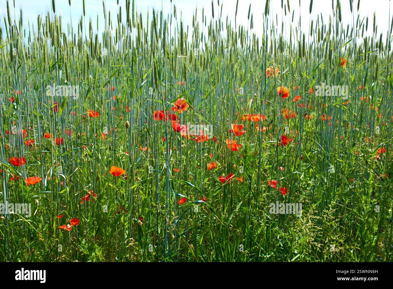 Fleurs, champ et écologie avec environnement, campagne et durabilité avec écosystème. Vide, extérieur et plantes avec printemps, coquelicots et éco Banque D'Images