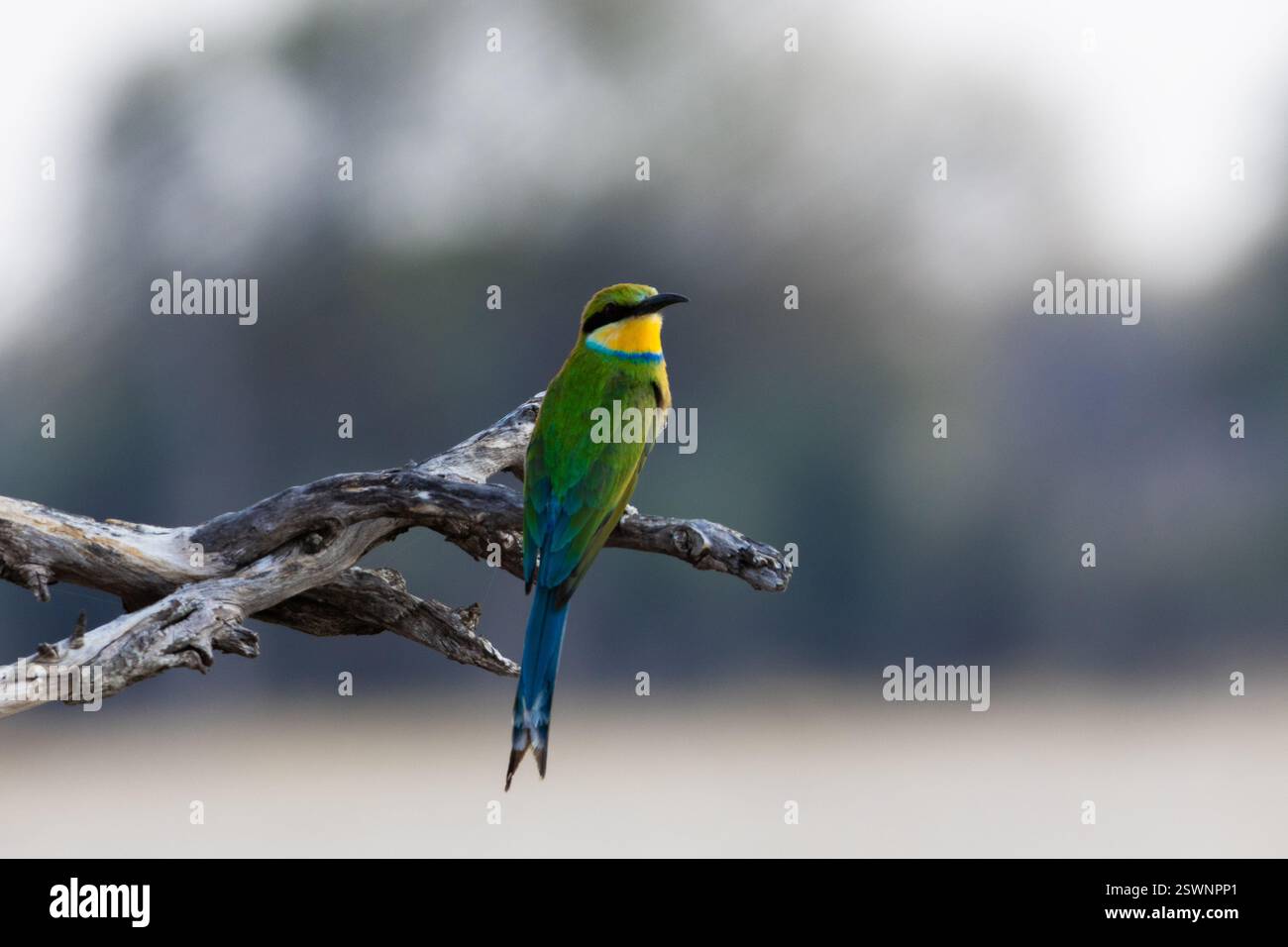Swallow-tailed bee-eater Banque D'Images