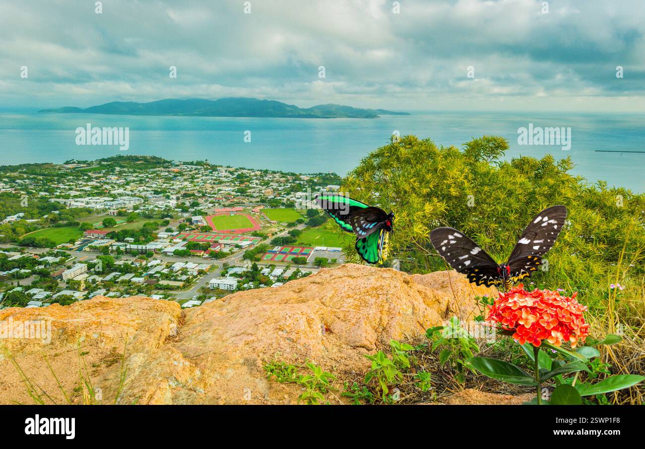 Une vue au sommet de Castle Hill donnant sur Magnetic Island avec une vue rapprochée d'un papillon mâle et femelle Goliath Birdwing courtisant près d'un Ixora. Banque D'Images