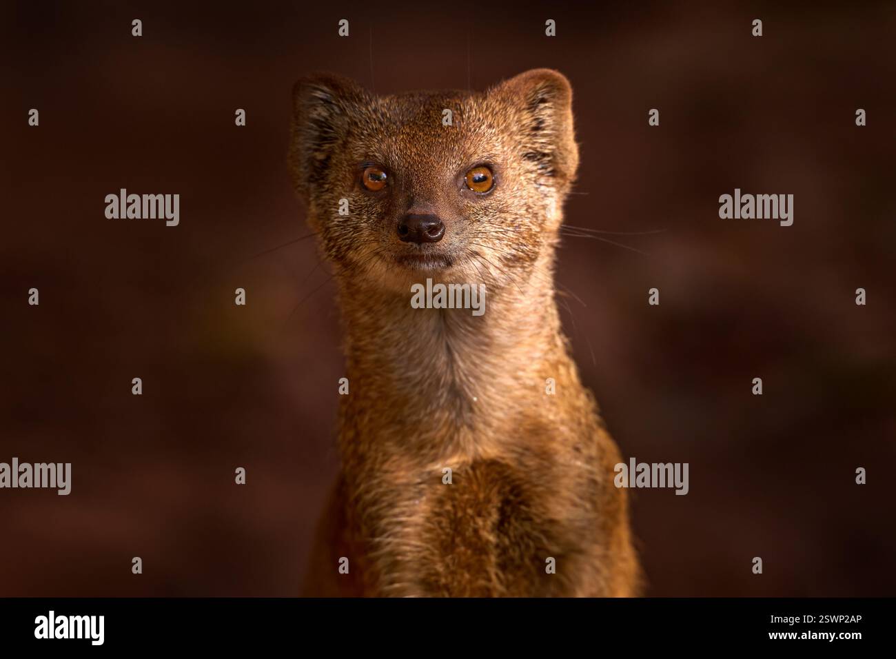 Mongoose dans le sable rouge, Kgalagadi, Botswana, Afrique. Mongoose jaune, Cynictis penicillata, assis dans le sable avec la végétation verte. Faune et flore d'Afrique. Banque D'Images
