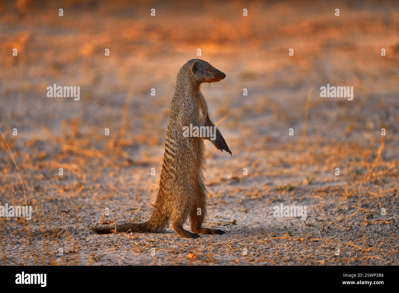La mangouste baguée, Mungos mungo, mammifère du Sahel à l'Afrique australe. Coucher de soleil du soir avec la mangouste, animal sauvage de la rivière Khwai au Botswana, Afric Banque D'Images