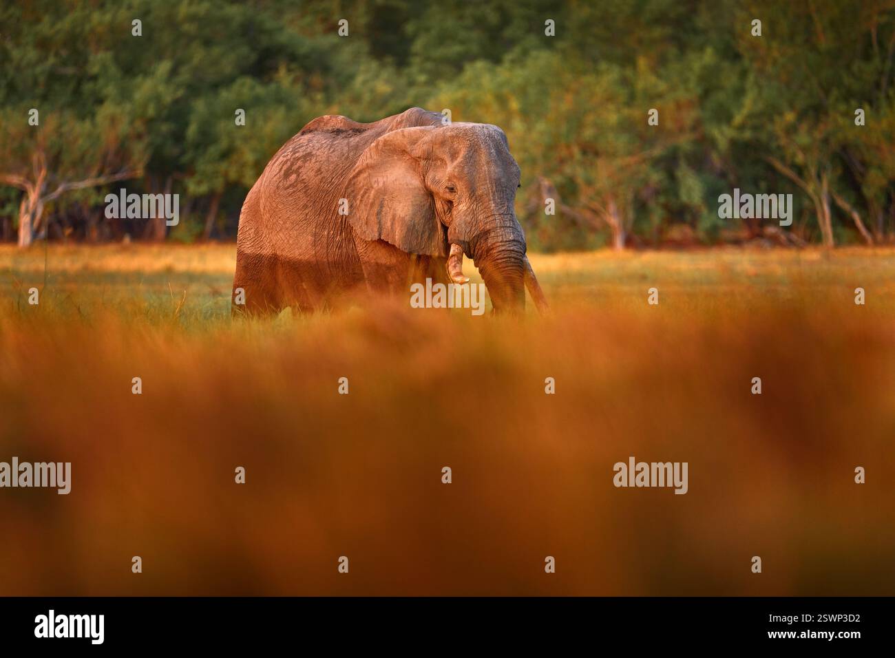 Coucher de soleil Afrique. Éléphant dans la rivière Khwai, Moremi GR au Botswana. Grand mammifère dans l'herbe verte, végétation forestière en arrière-plan. Éléphant Watewr Wal Banque D'Images