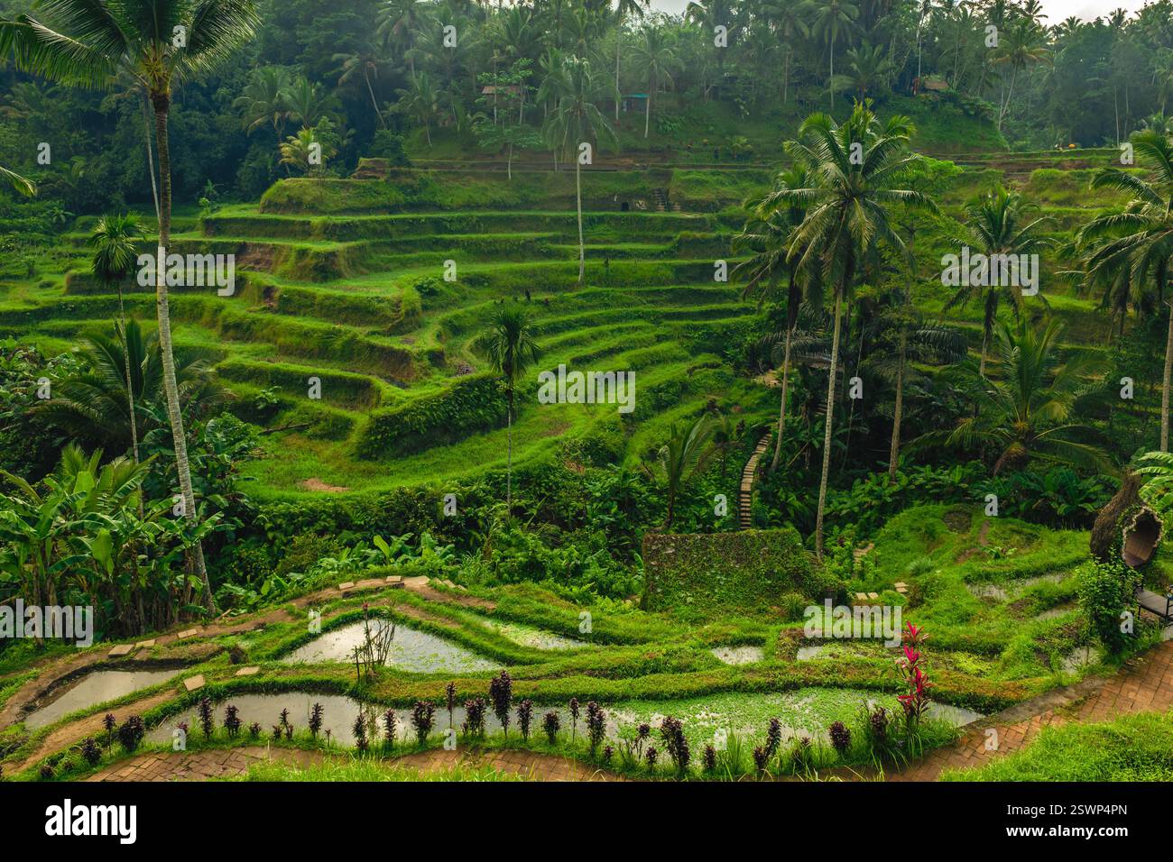 Tegallalang Rice Terrace, une série de rizières arrangées à Ubud, Bali, Indonésie Banque D'Images