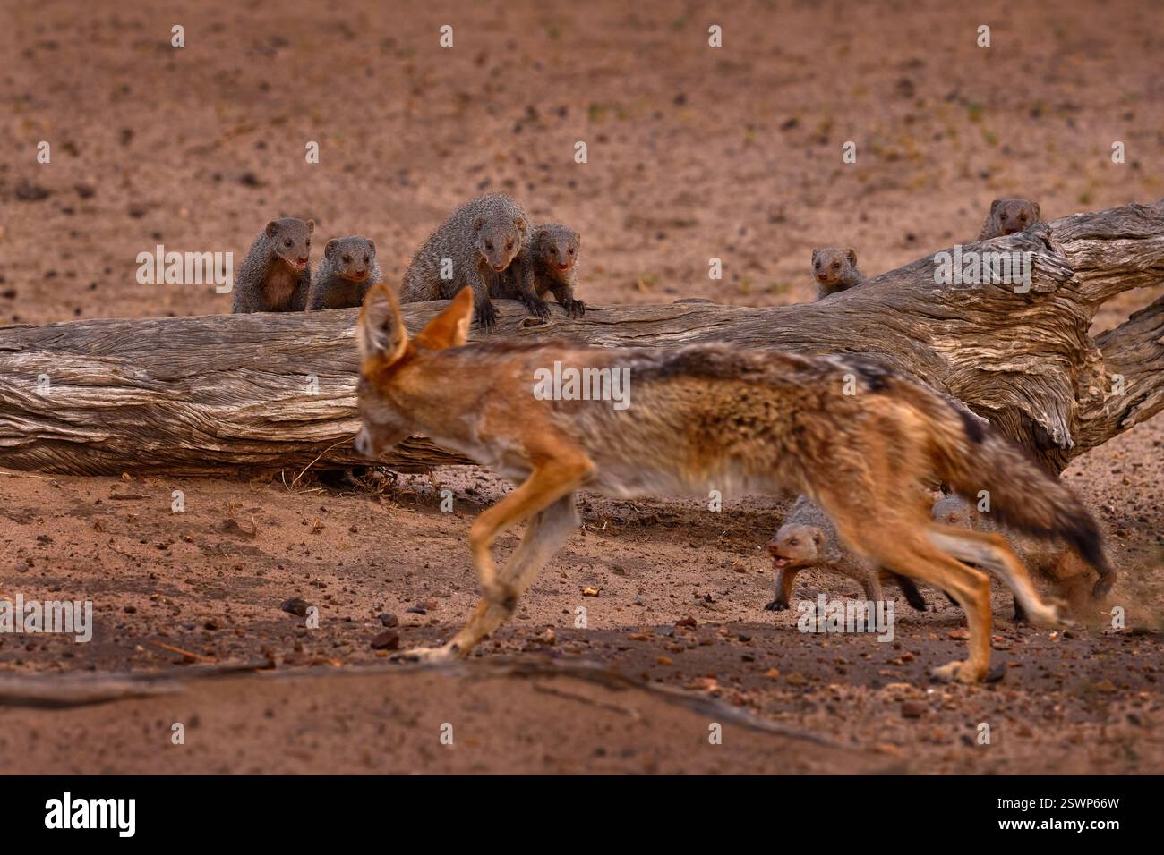 Afrique combat, chacal et groupe de mangoustes baguées, mammifère Beahaviour dans la nature. Huntng chacal dans le delta de l'Okavango au Botswana. Faune Afrique. Animaux, ho Banque D'Images