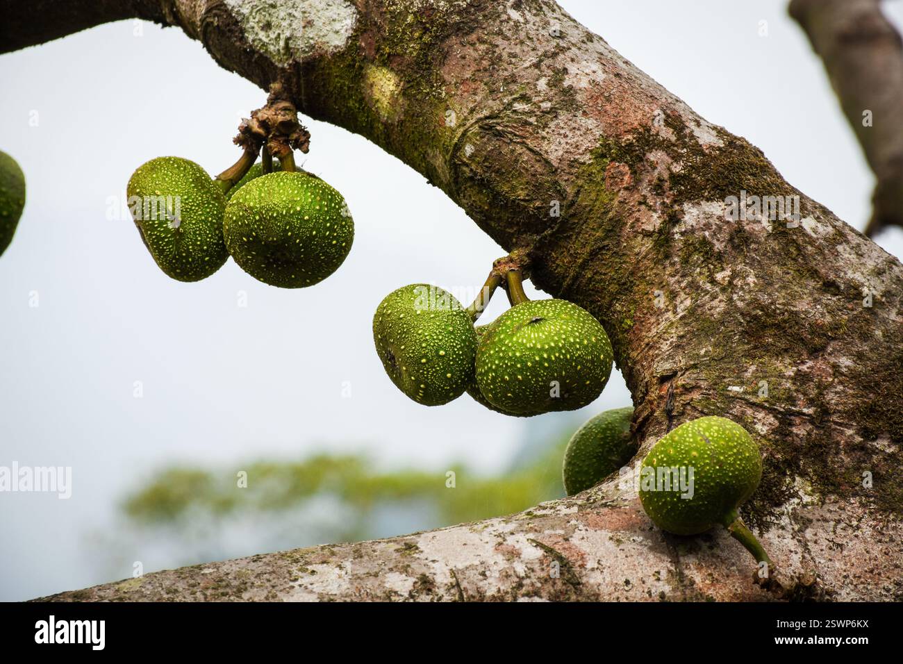 Ficus racemosa communément connu sous le nom de grappe Figs. Banque D'Images