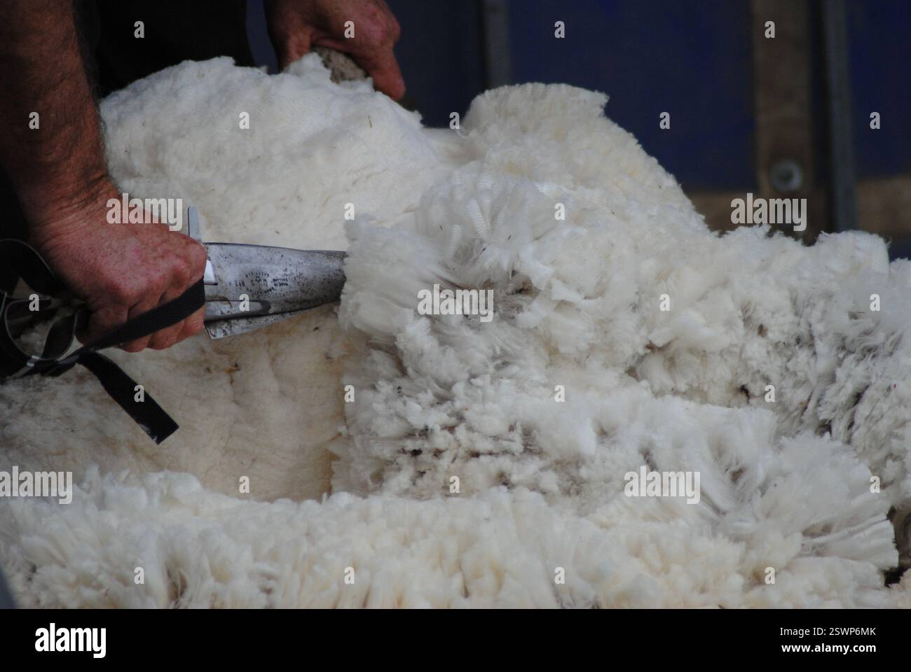 moutons tondus de près Banque D'Images