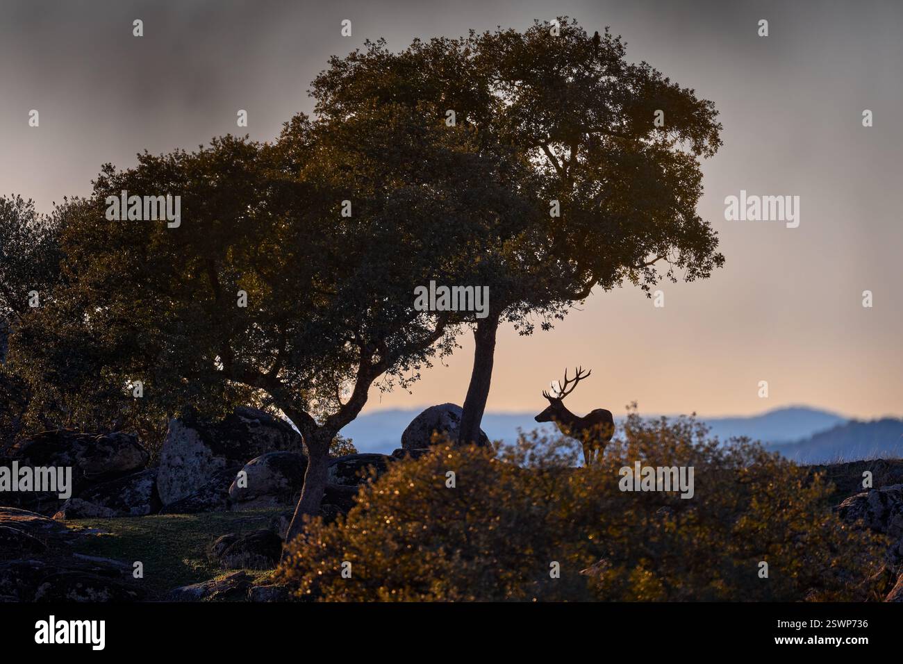 Soleil de cerf d'Espagne dans la montagne Sierra de Andujar. Saison de rut cerf rouge, majestueux animal puissant en dehors du bois, grand animal dans l'habitat forestier. W Banque D'Images