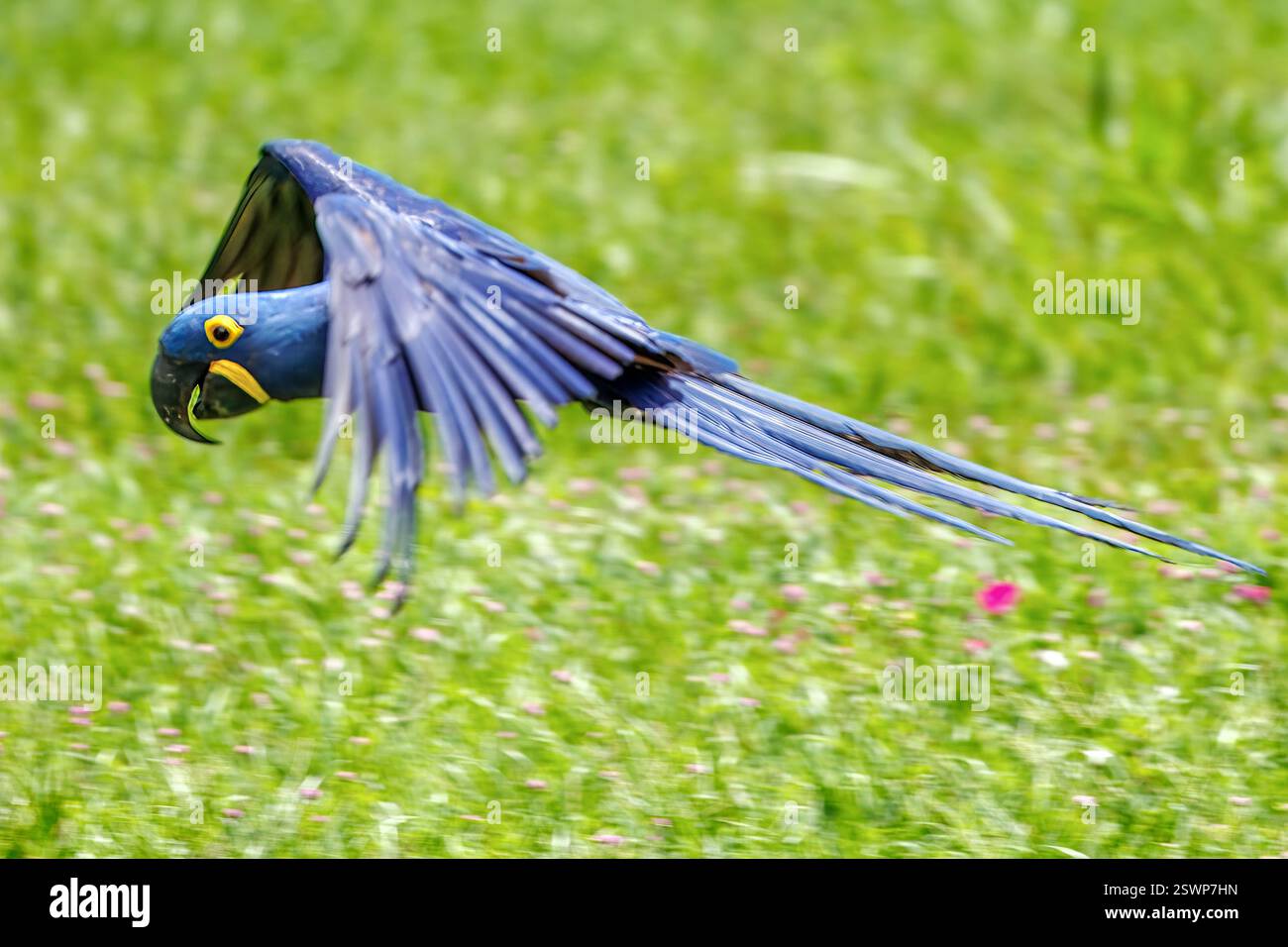 Hyacinth Macaw, Pantanal, Miranda, Mato Grosso do Sul, Brésil Banque D'Images