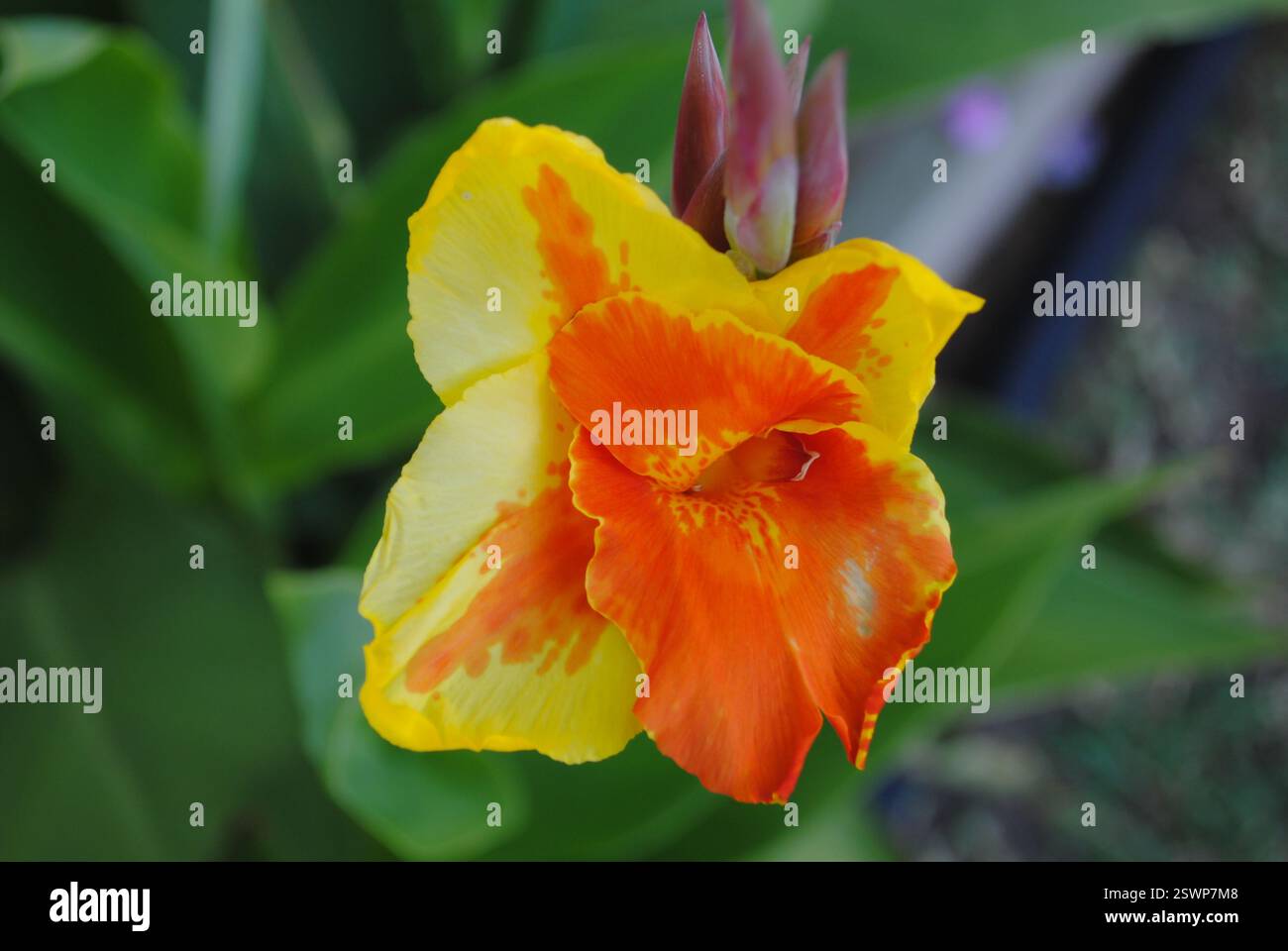 fleur de canna jaune et orange Banque D'Images