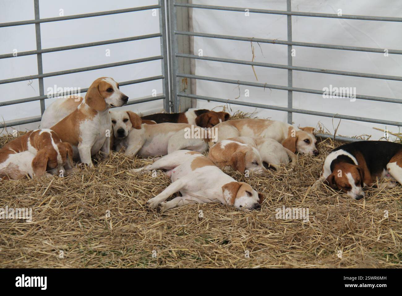 Un groupe de chiens de chasse Sleepy Beagle. Banque D'Images