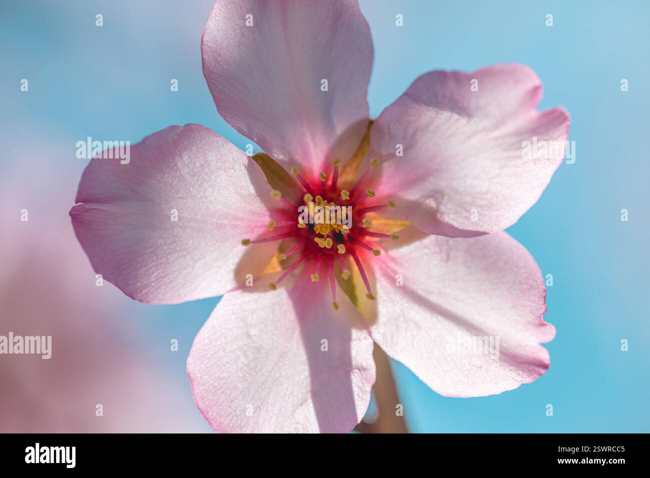 Détail d'une fleur d'amande rose avec ses pétales fuchsia et blancs, étamines et pistil sur une journée lumineuse et ensoleillée avec un fond bleu profond. Banque D'Images