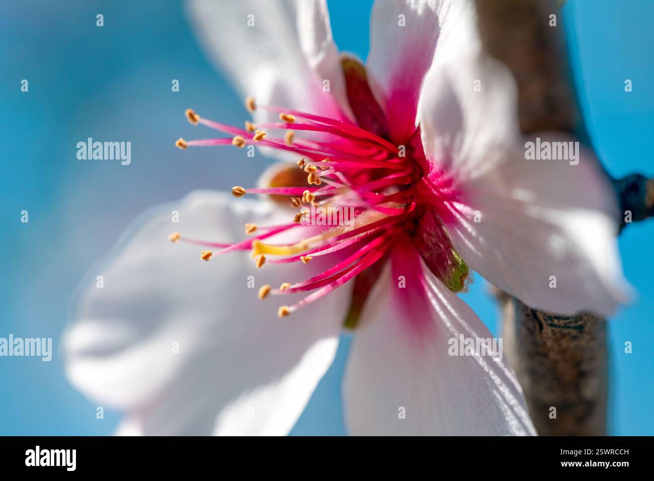 Détail d'une fleur d'amande rose avec ses pétales fuchsia et blancs, étamines et pistil sur une journée lumineuse et ensoleillée avec un fond bleu profond. Banque D'Images